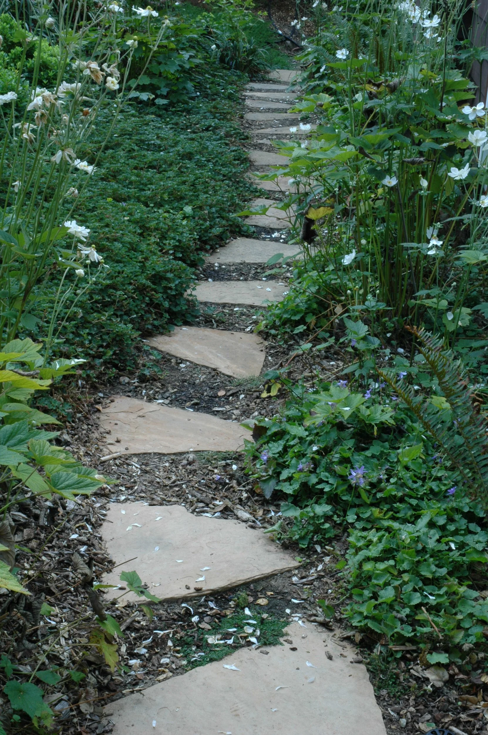 A small tan natural flagstone paver pathway with groundcover and shady california native plants.