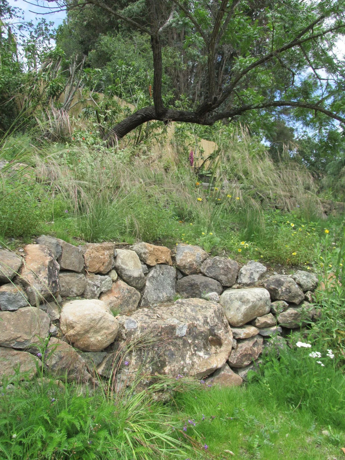 A stone bench built into a natural stone wall within a native California meadow.