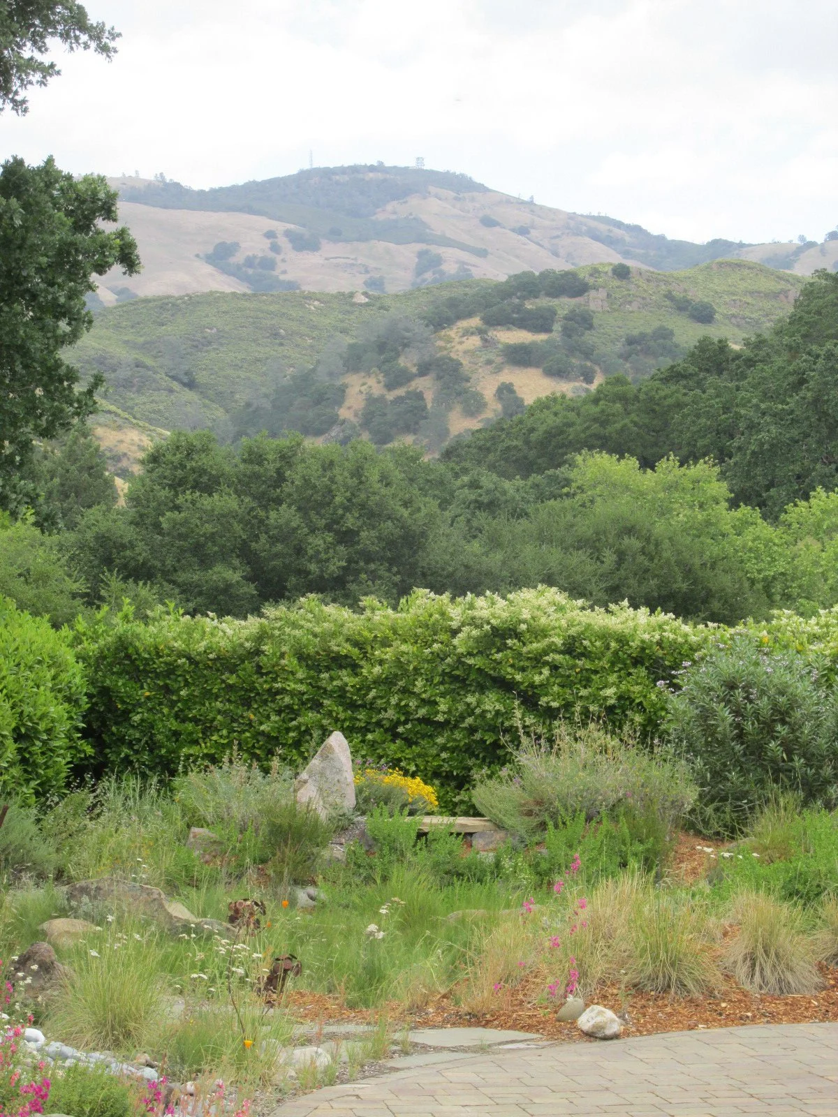 A triangular rock echoes the peak of Mt. Diablo in the distance in this California native meadow garden.