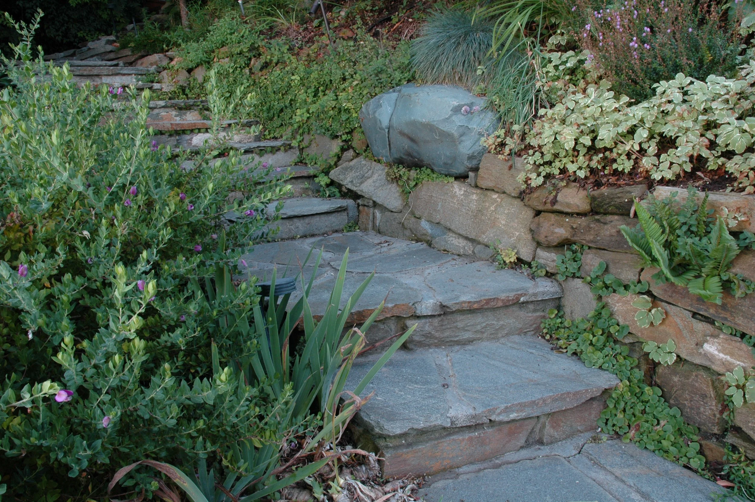 A grey flagstone stairway with a stone wall in a california native plant residential garden.