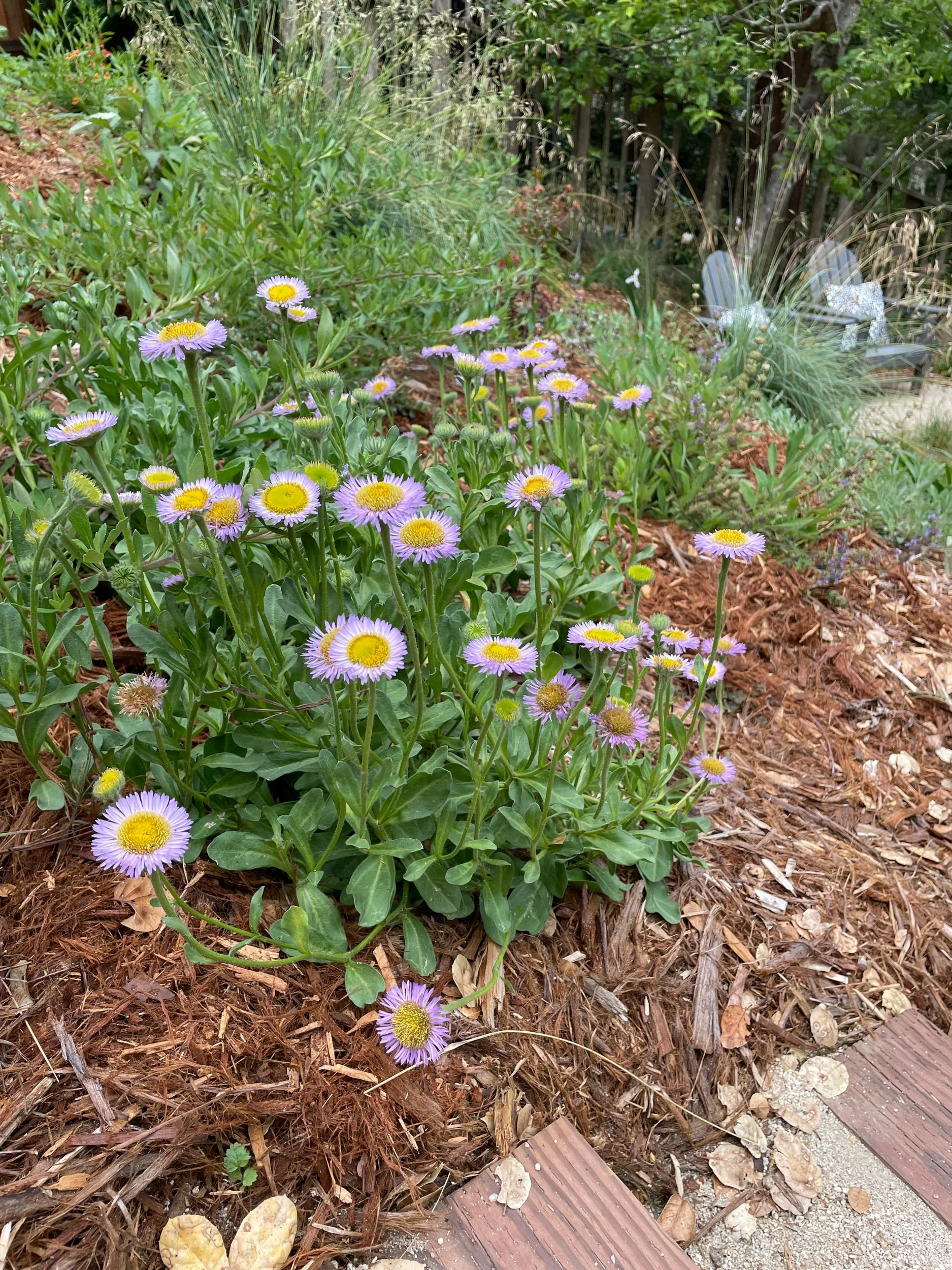 California Aster (Symphyotrichum chilense) in a residential hillside native plant garden in Oakland