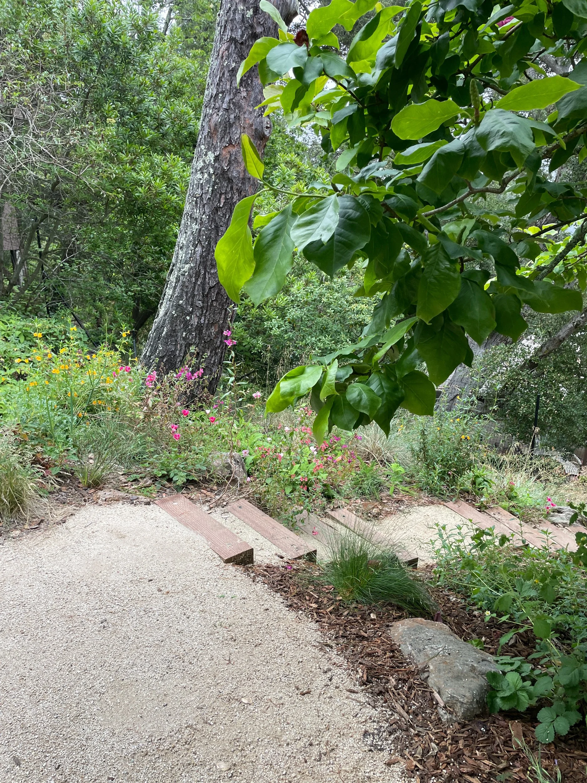 Decomposed granite (DG) patio and timber tie steps in a berkeley hills sloped backyard with california native plants