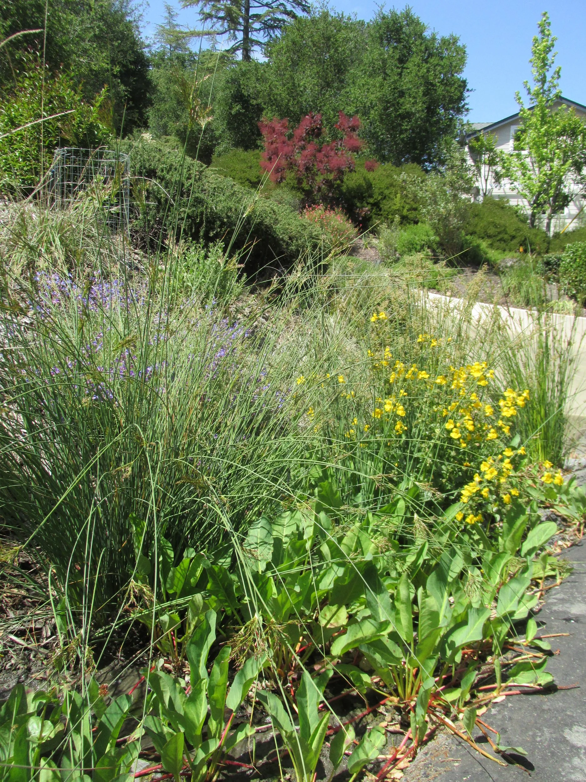 A planted bioswale rain garden slows and sinks water with California native plants that can handle seasonal wetness