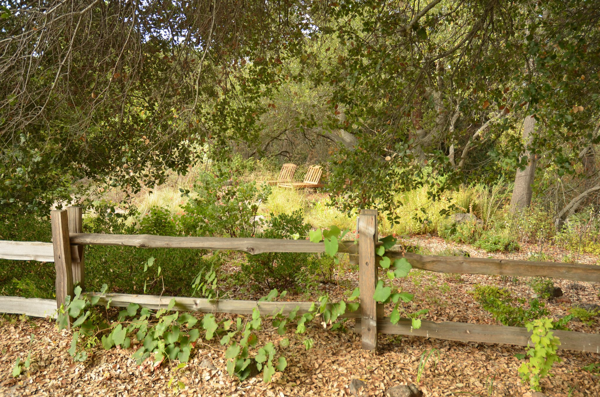 Natural wood fence in front of california native plant garden