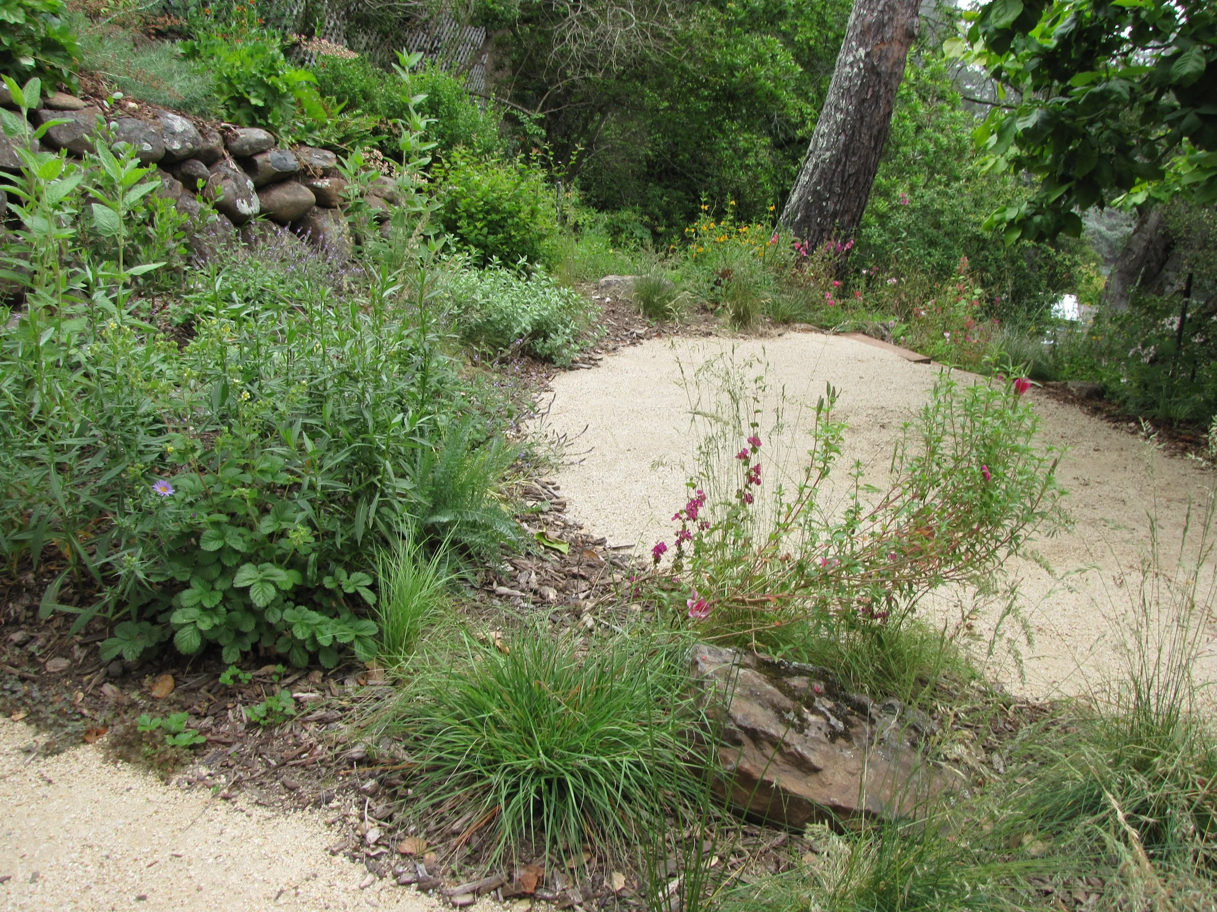 Decomposed granite (DG) patio in a berkeley hills sloped backyard with california native plants