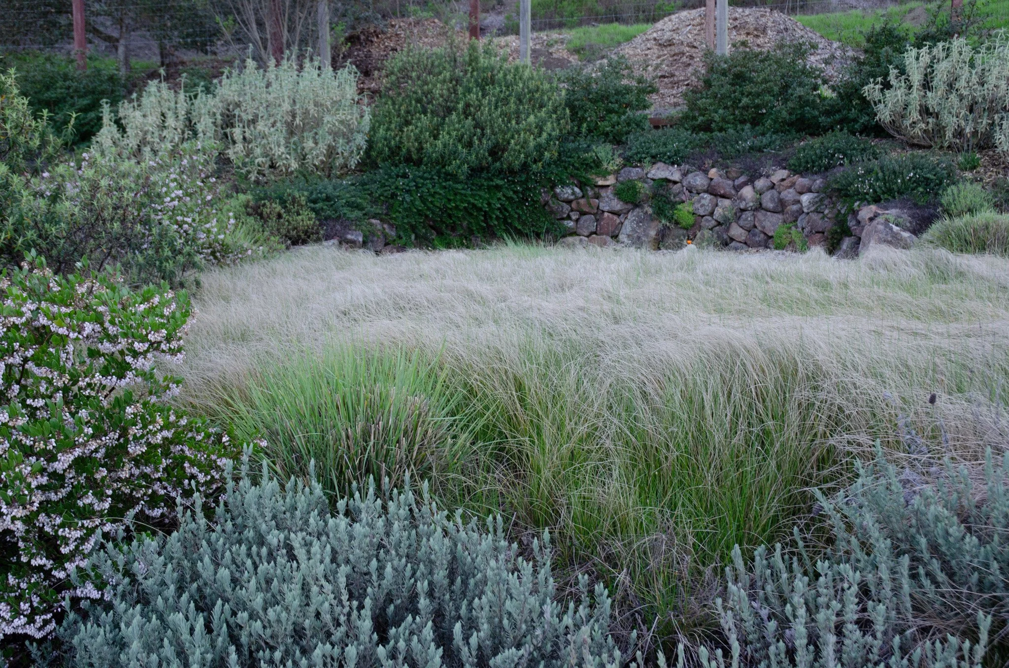 California native lawn alternative meadow grass goes golden brown in color in winter in a residential garden.
