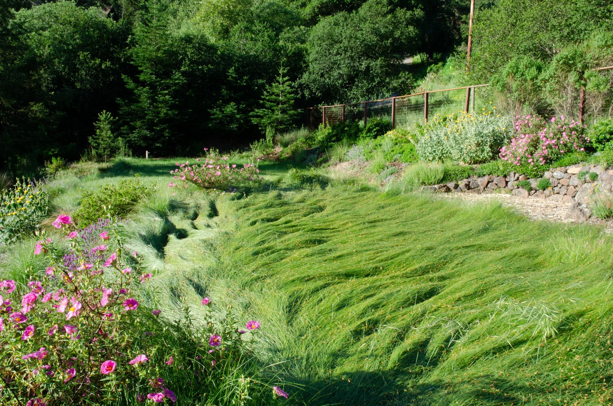 California native lawn alternative meadow grass in a residential garden.