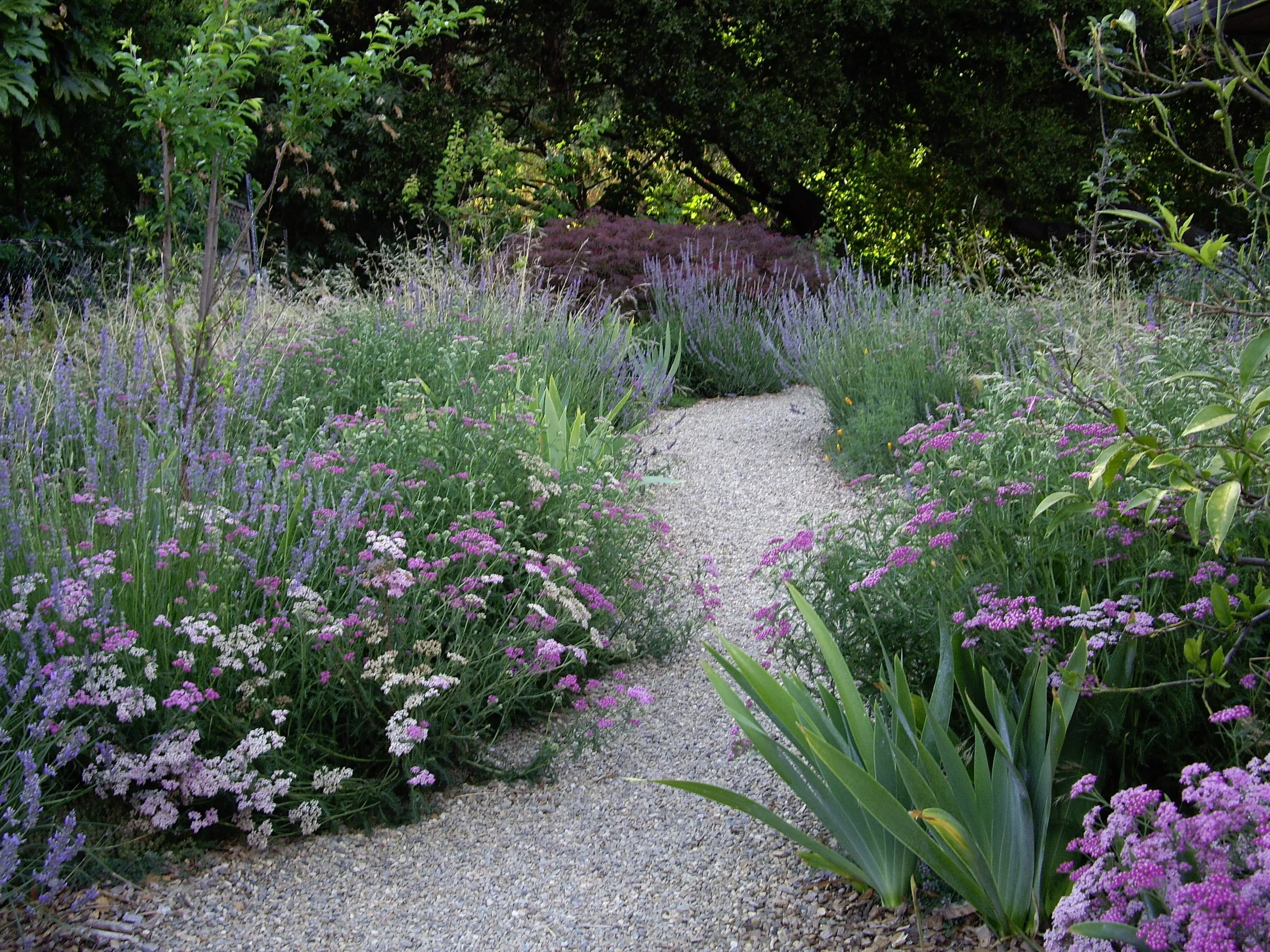 California native plant residential garden with grey gravel curving path pink and white yarrow purple lavender and iris