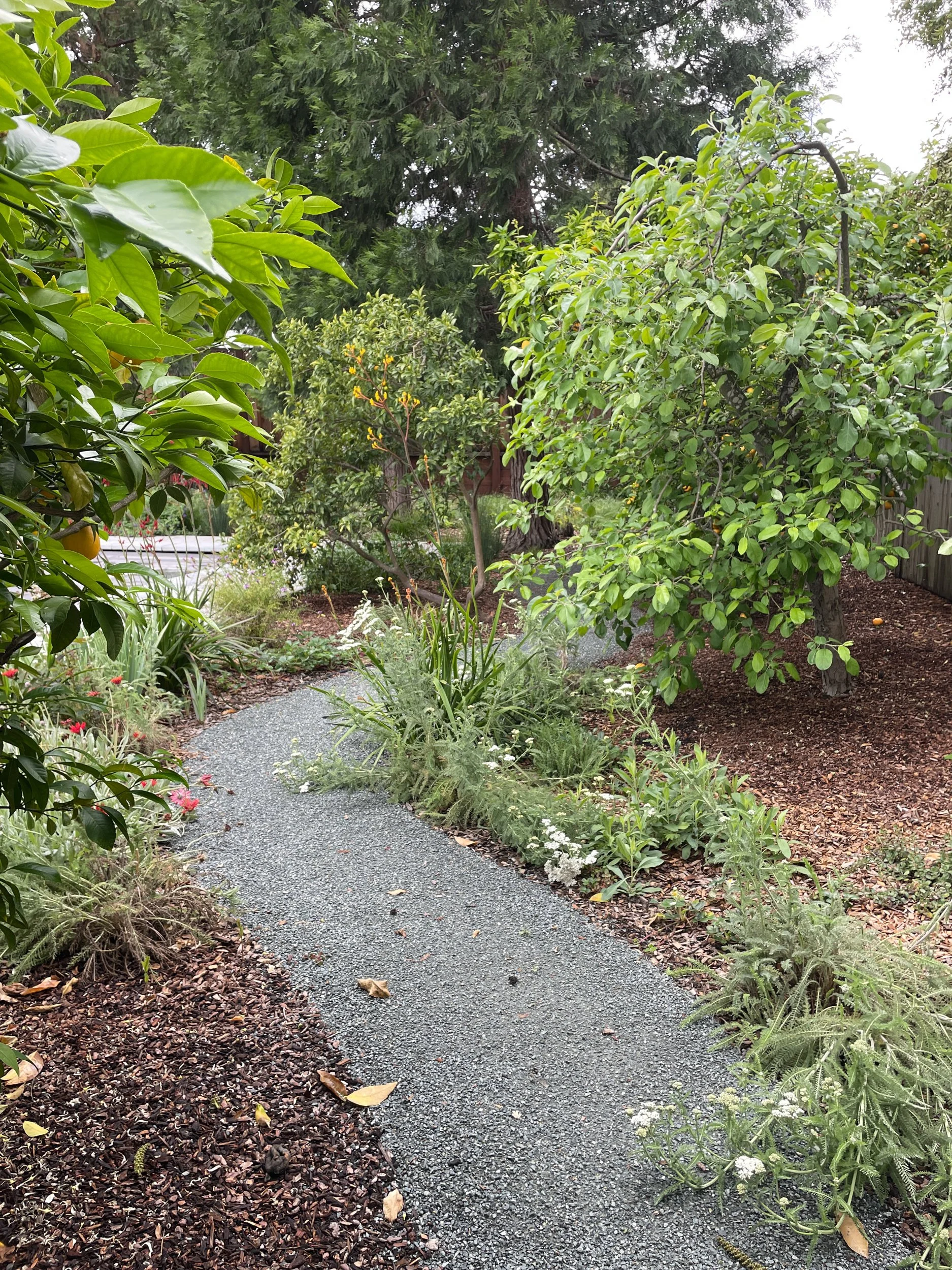 Residential garden design california native plants ecological landscape waterwise edible plants DG pathway decomposed granite cottage garden east bay danville fruit forest orchard
