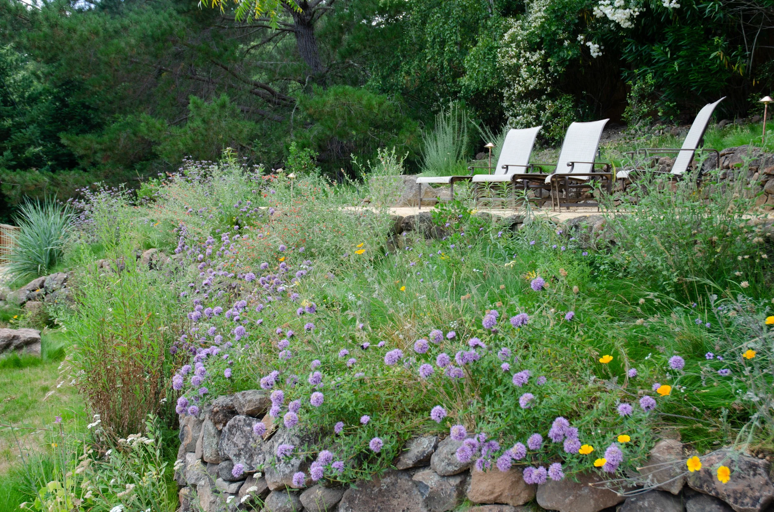 A decomposed granite patio under a shade tree with lounge chairs to enjoy the hillside view.