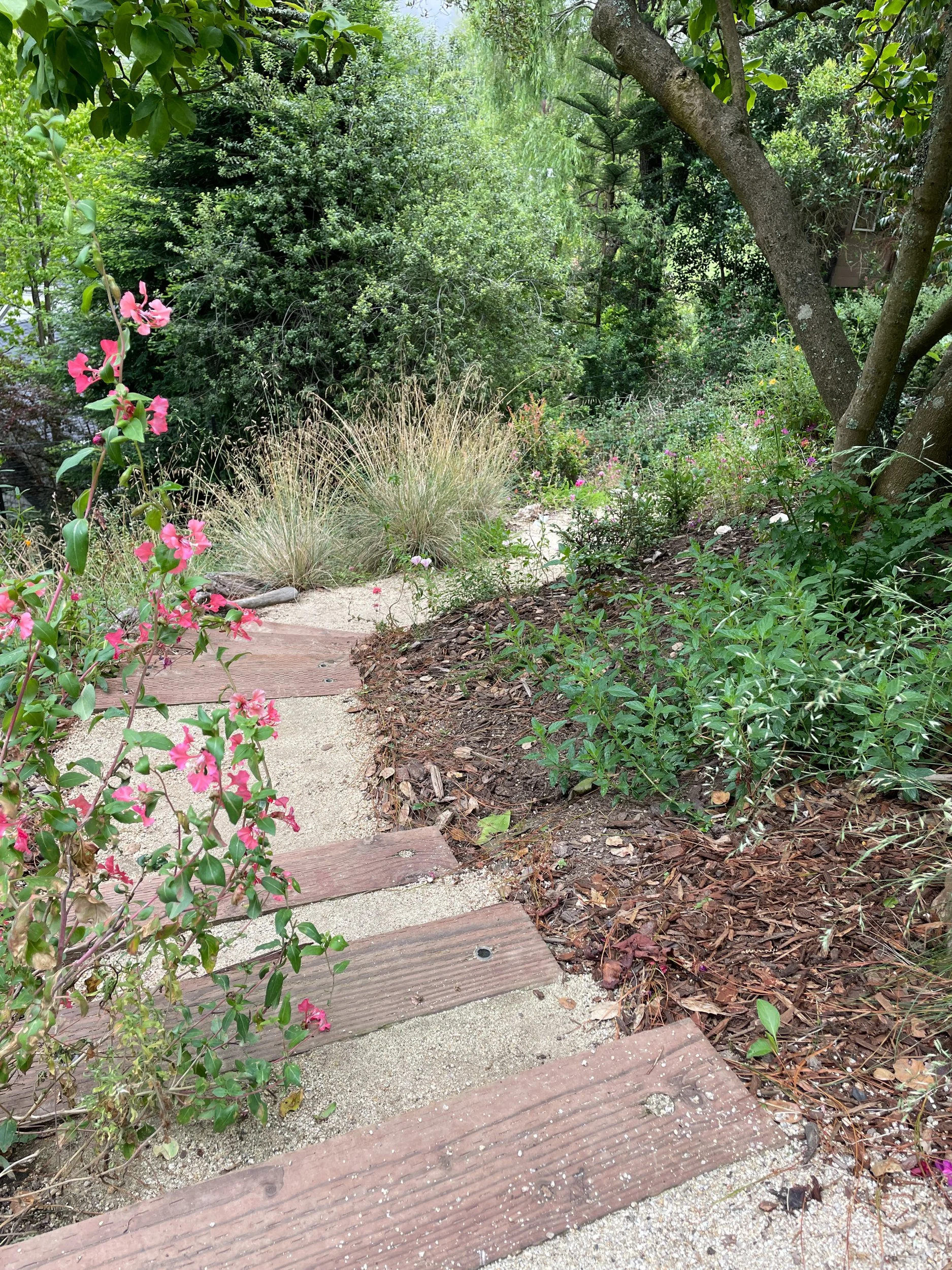 Timber tie steps with decomposed granite treads in a berkeley hills sloped backyard with california native plants