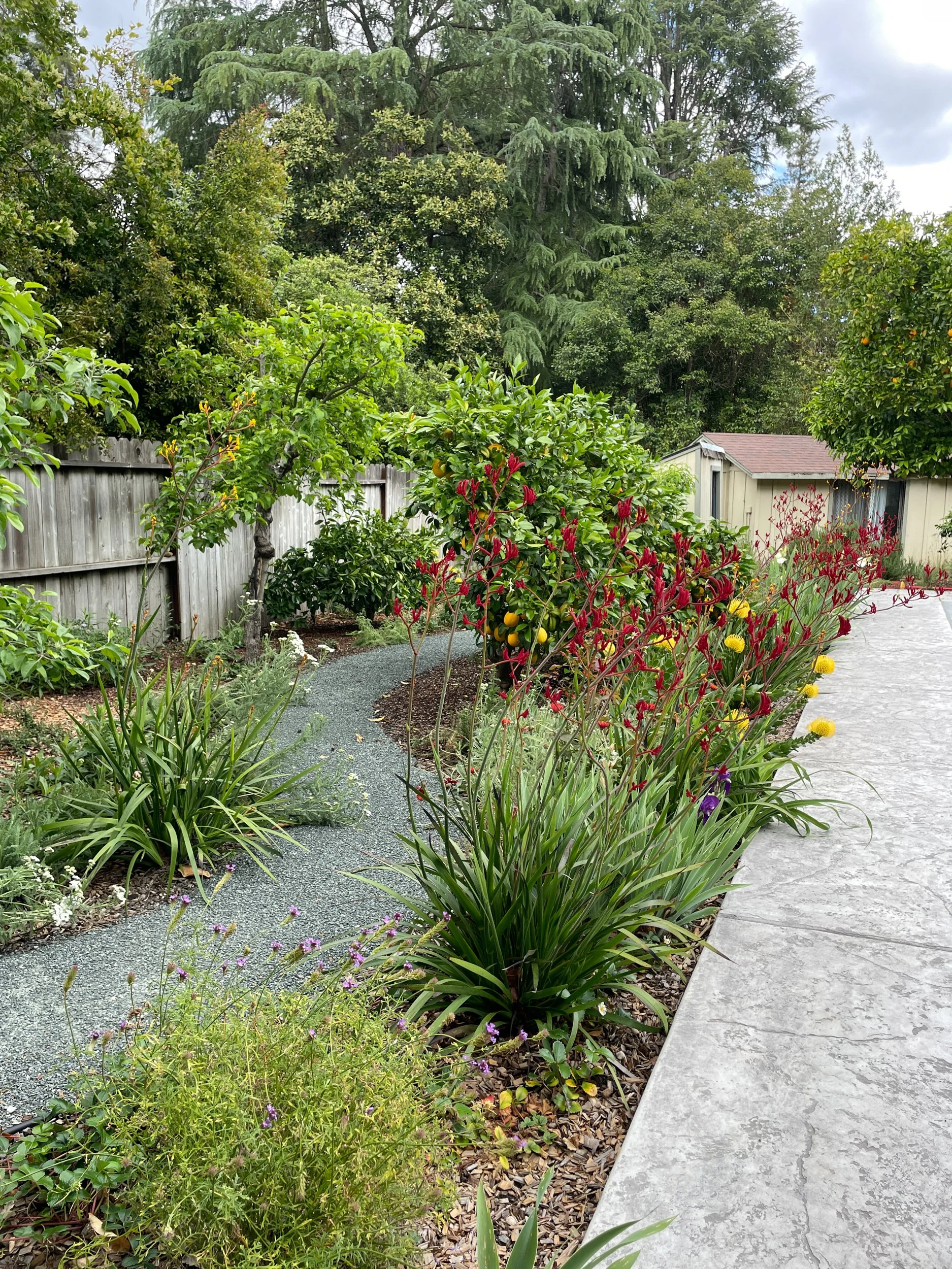 Residential garden design california native plants ecological landscape waterwise edible plants DG pathway decomposed granite cottage garden east bay danville fruit forest orchard meditteranean
