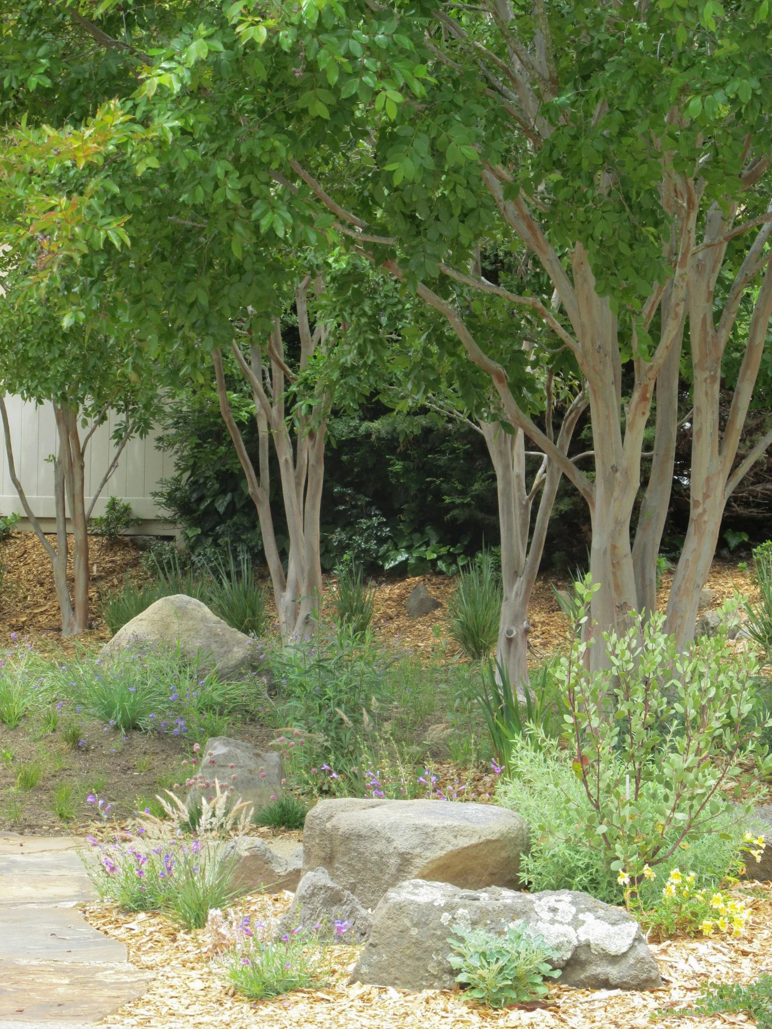 California native garden boulders tree meadow grass