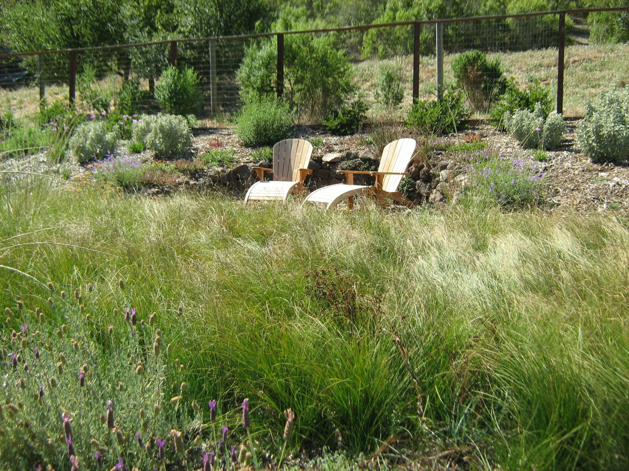 A california native plant lawn alternative meadow with adirondack chairs in the distance.