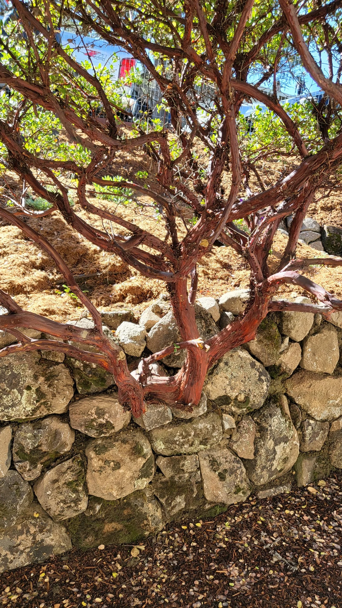 Dry stacked moss rock stone wall built around manzanita tree trunk.