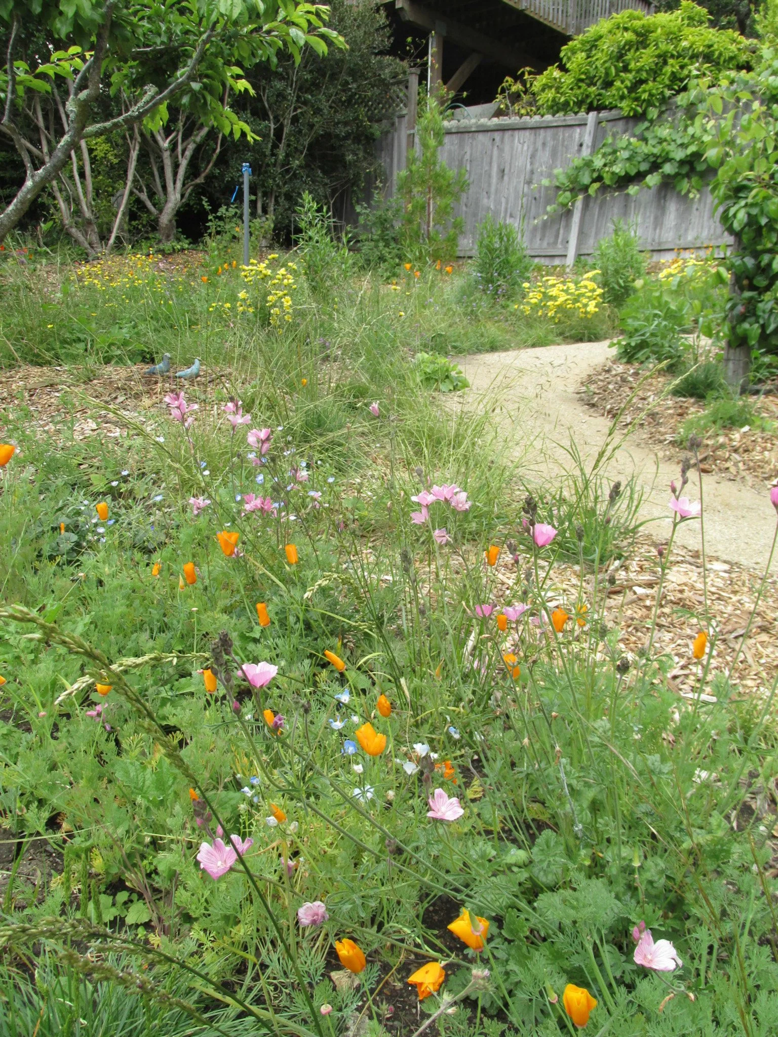 A california native meadow with pink and orange wildflowers and bunch grass along a decomposed granite pathway.