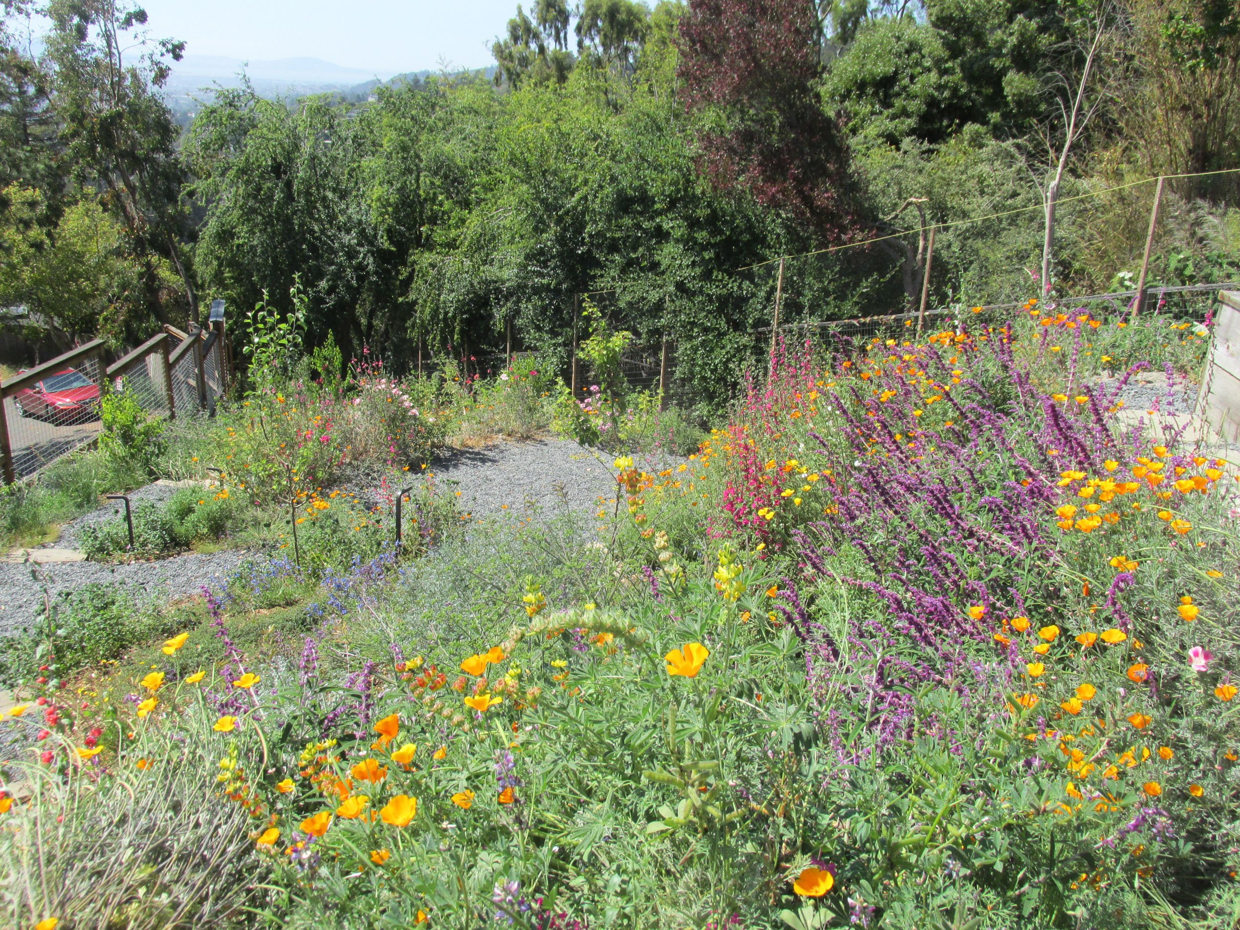 A naturalistic california native plant hillside with colorful orange pink and red wildflowers like california poppy and sage