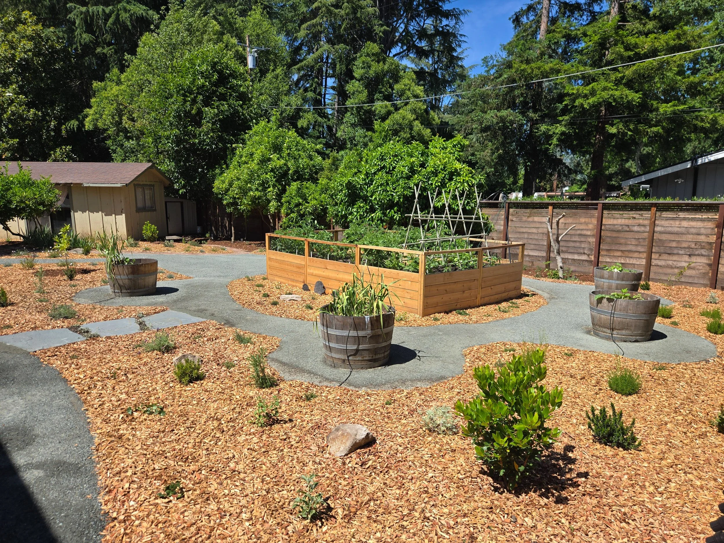 A wood raised vegetable bed with a grey decomposed granite pathway in a california native plant garden.