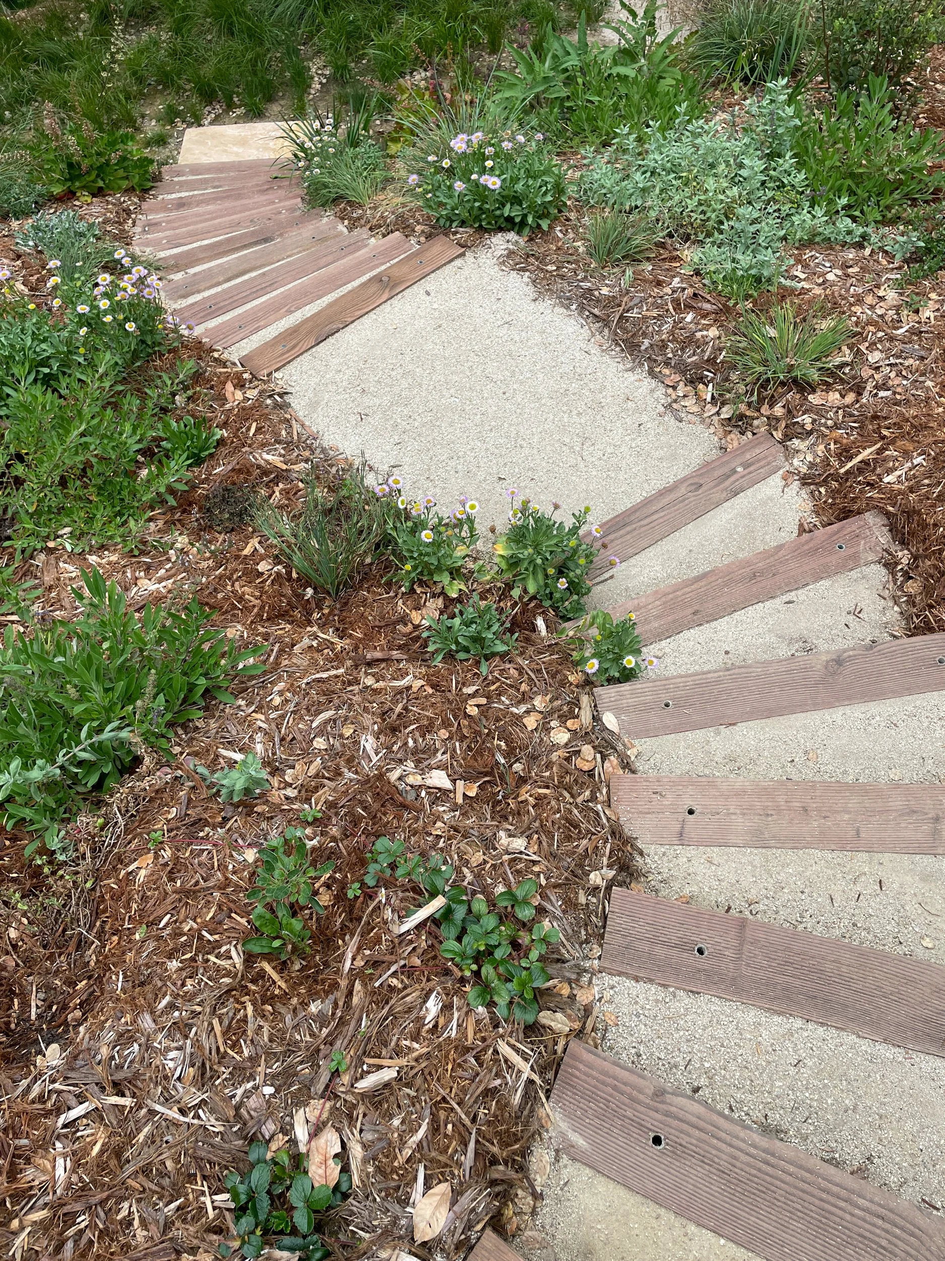 Timber tie steps with decomposed granite treads descend into a sloped back residential california native plant hillside garden with pollinator and bird plantings and mulch in Oakland