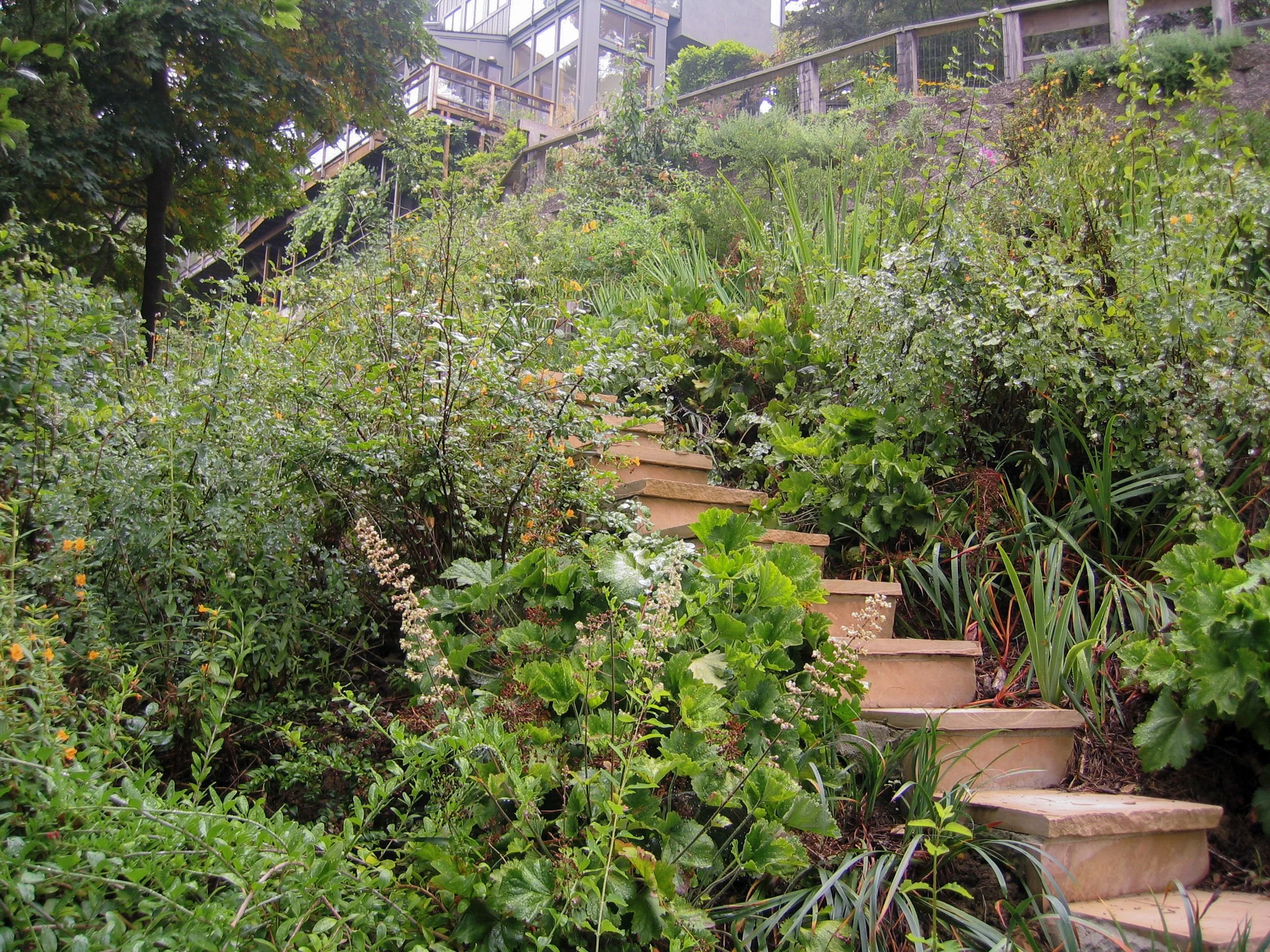 Shady hillside slope stone steps california native plants lush landscape