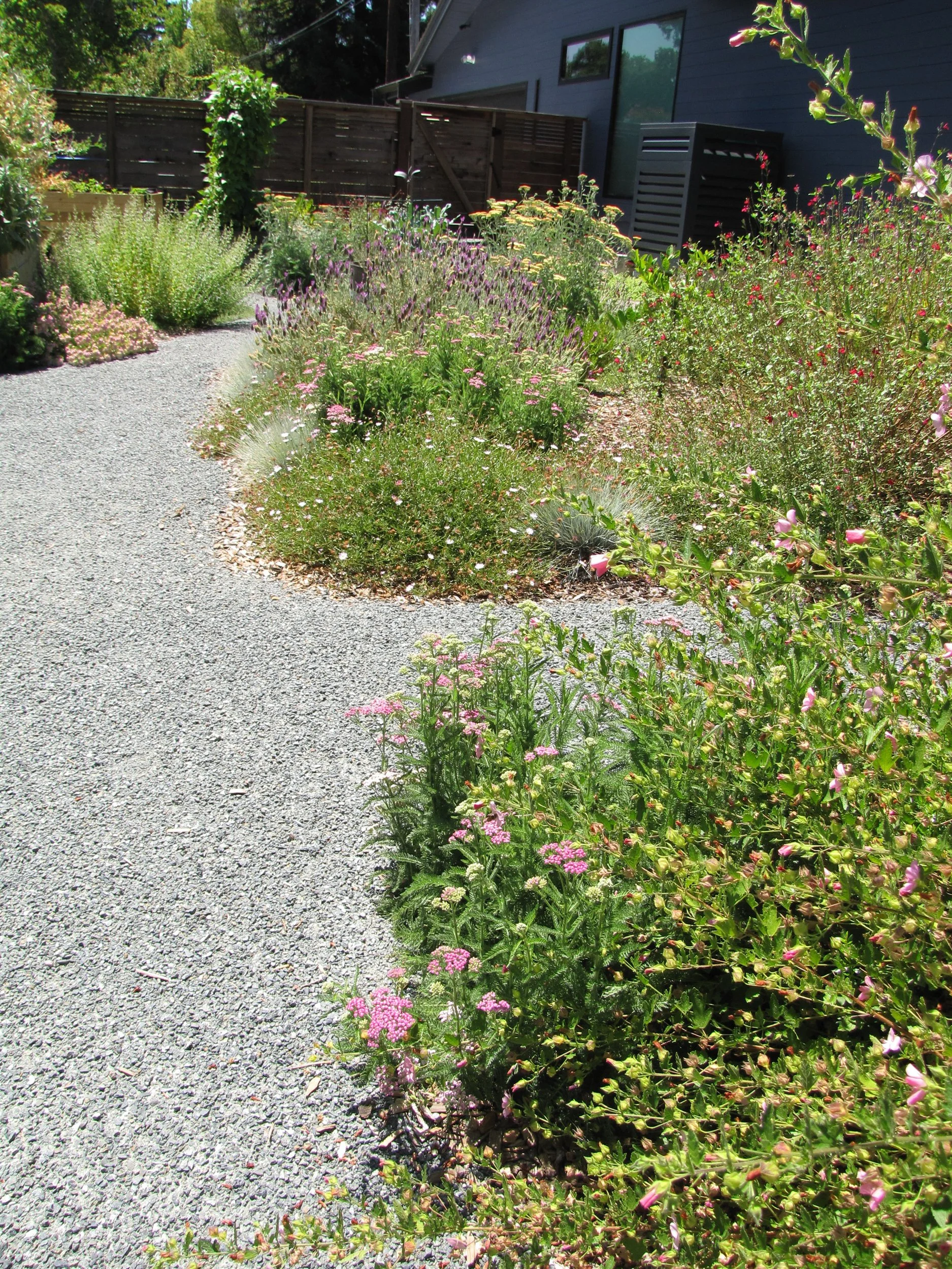 Residential garden design california native plants ecological landscape waterwise edible plants DG pathway decomposed granite cottage garden east bay danville