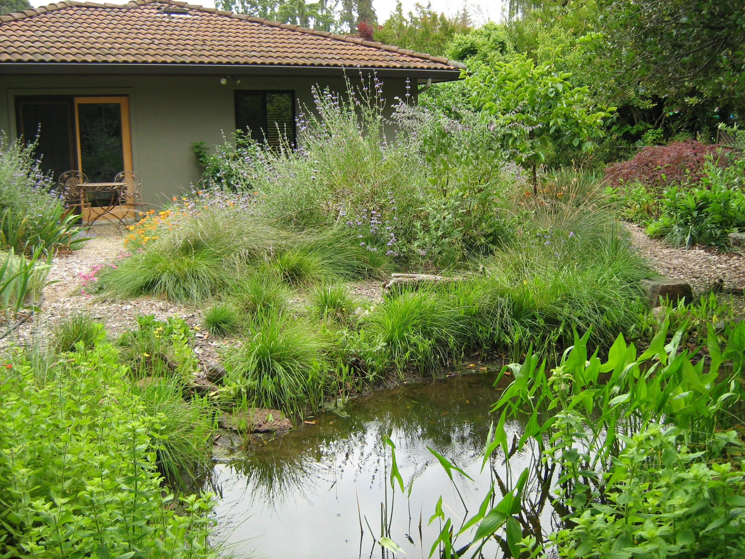 Back garden residential landscape with natural pond water feature california native plants and mulch pathway.
