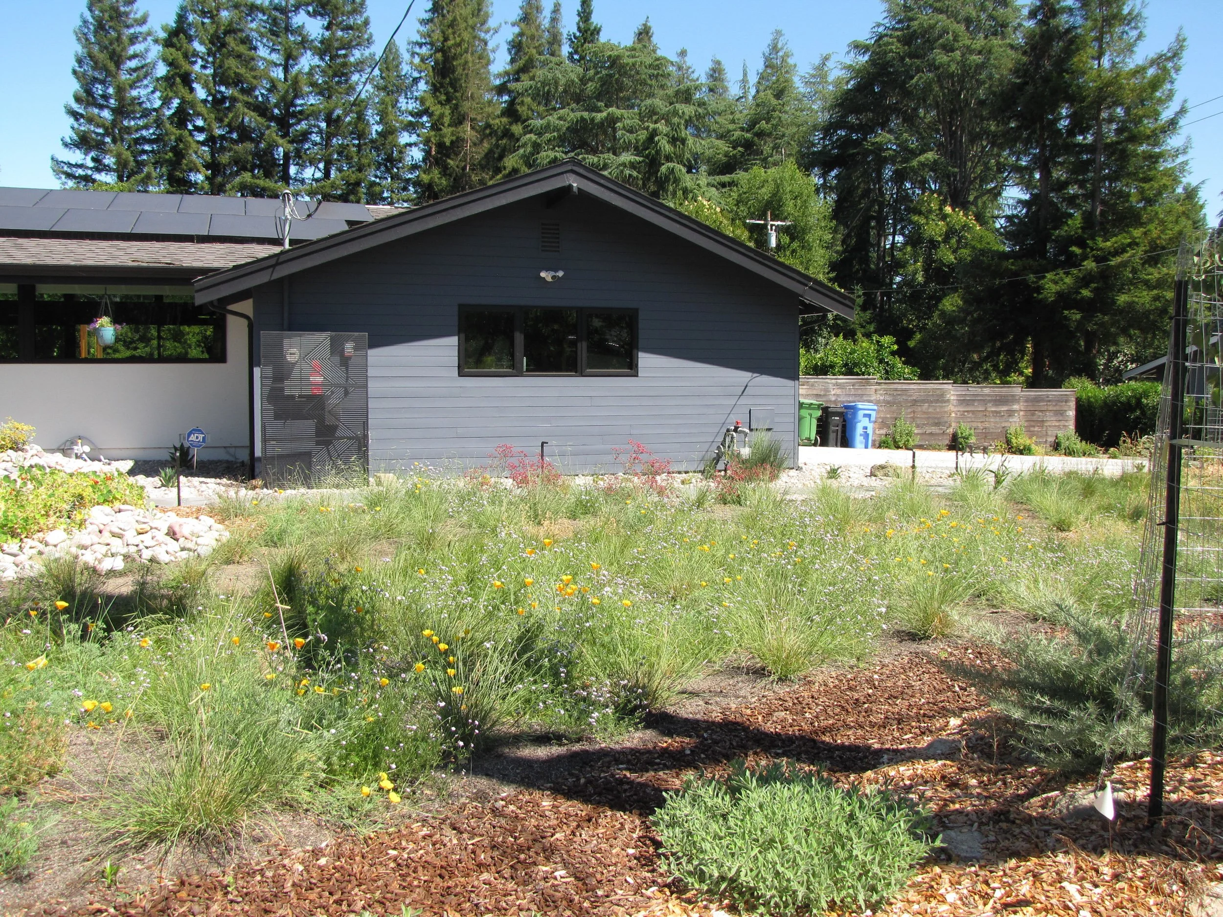 Front garden landscape design meadow bioswale rain garden California native plants ecological mulch path