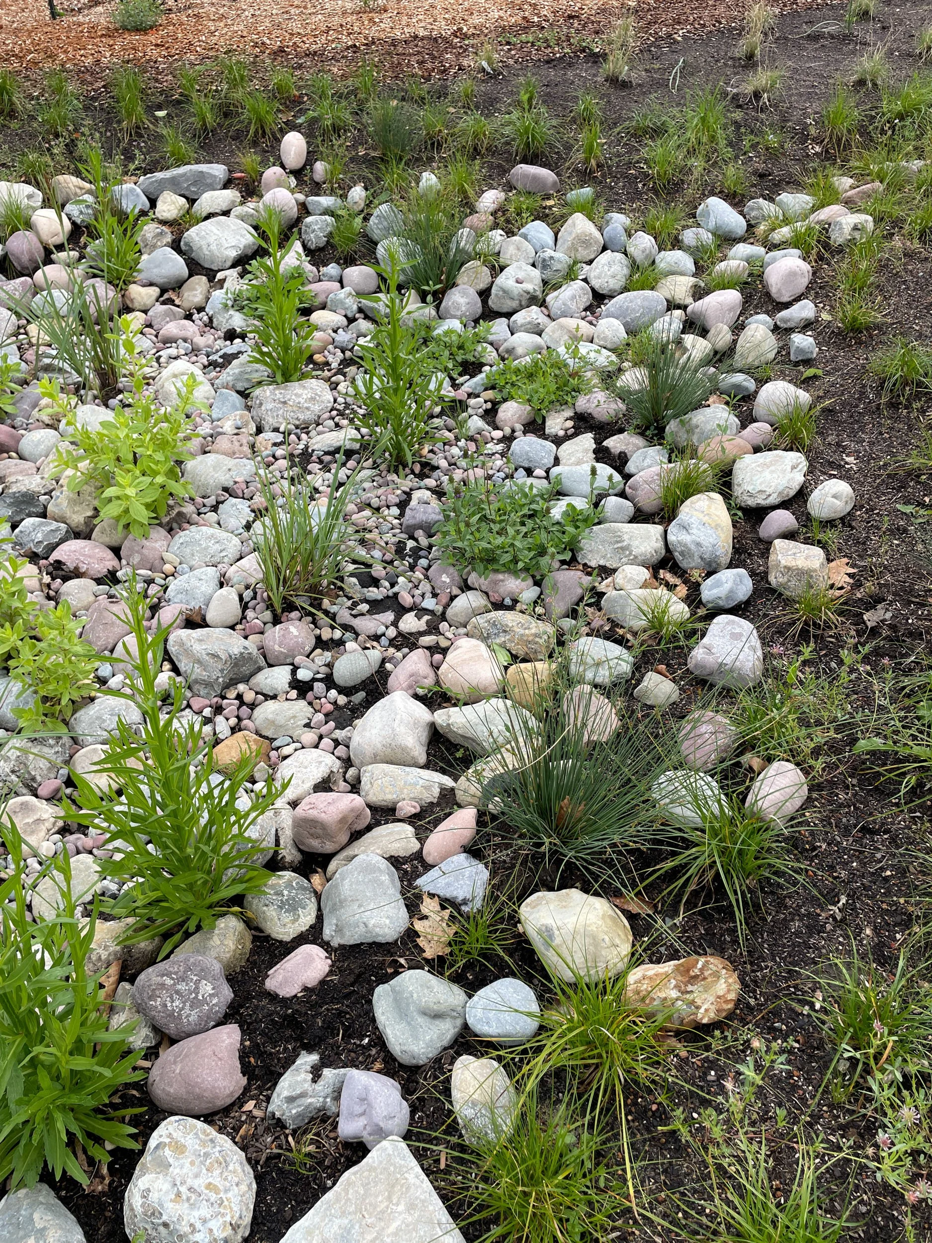 Front garden landscape design meadow bioswale rain garden rock mulch pebbles California native plants ecological