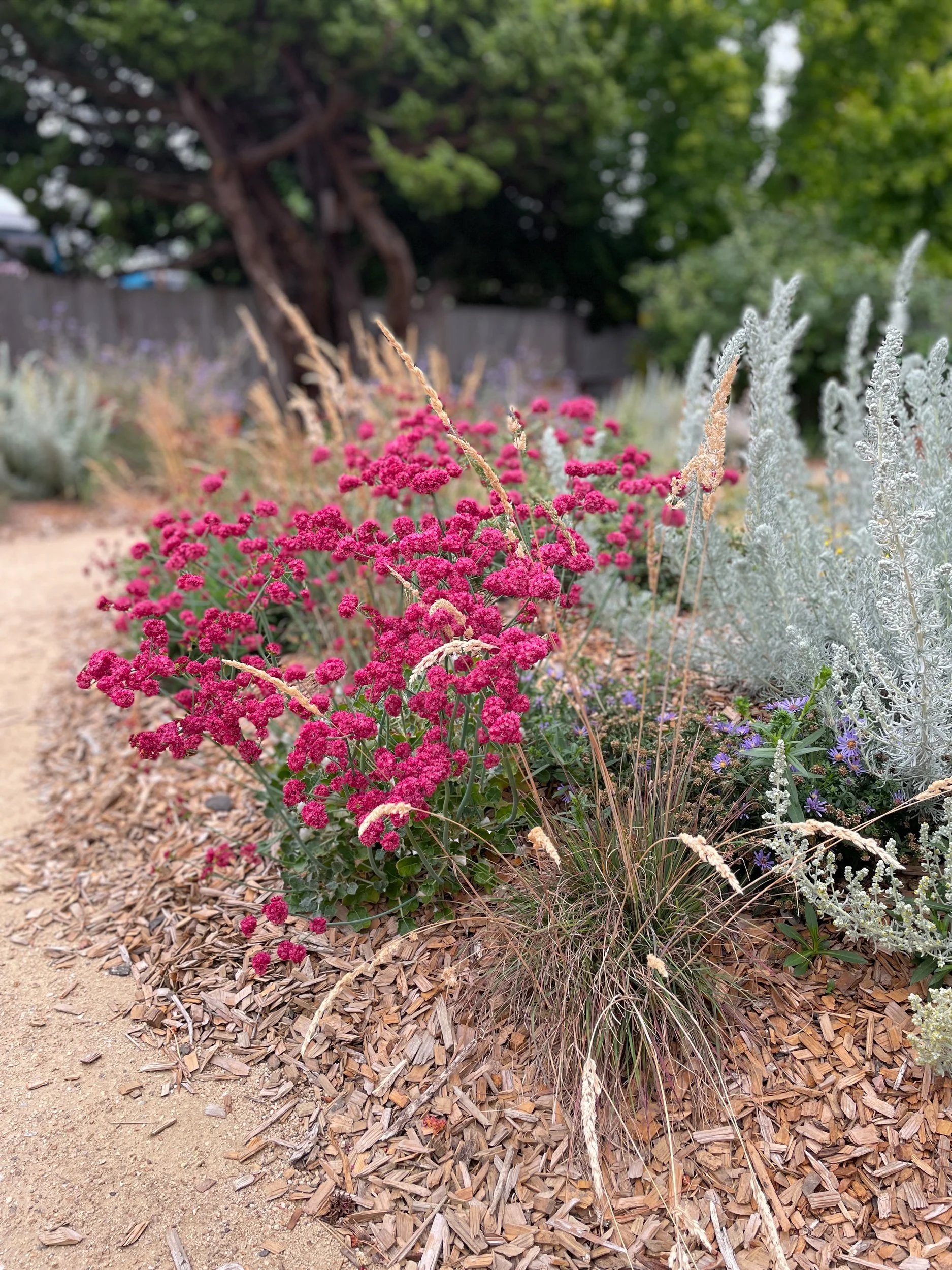 California native plant combination of June grass (Koeleria macrantha), buckwheat (eriogonum grande var. rubescens) and Artemisia pycnocephala in a sunny residential garden