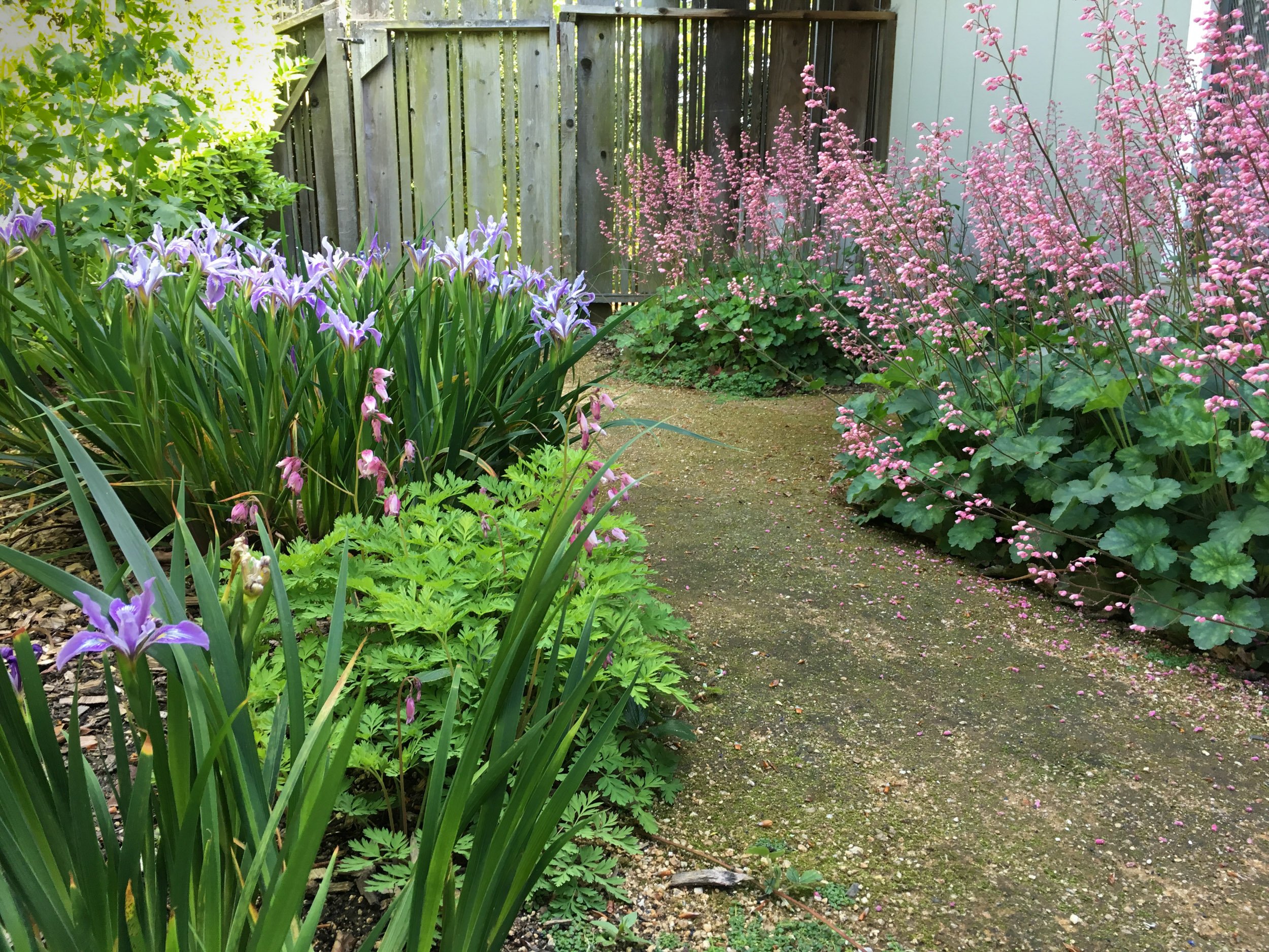 Pacific coast purple iris, pink heuchera, bleeding heart woodland shade garden with curving pathway california native plant garden