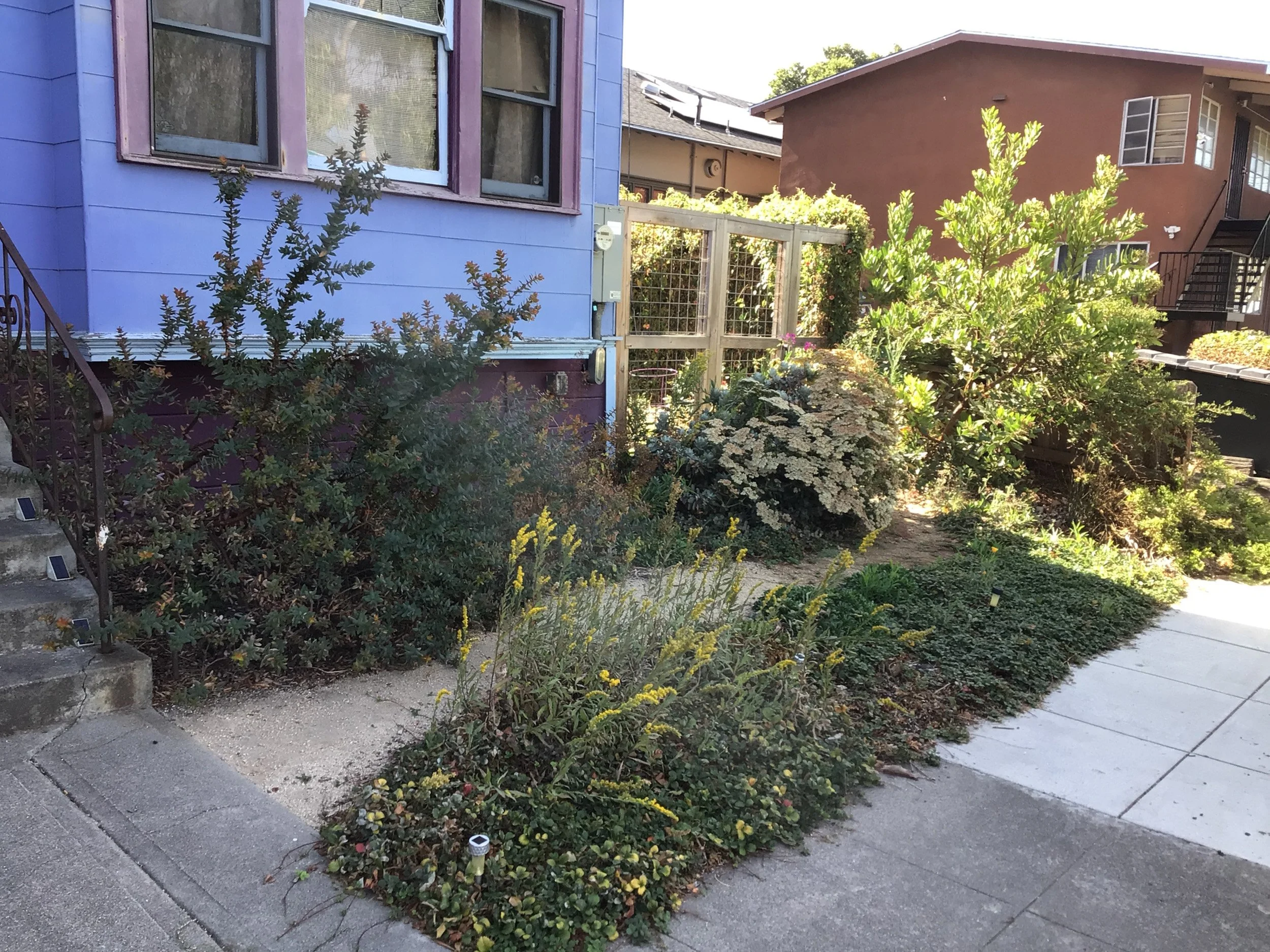 Small california native residential front garden with tan dg pathway groundcover and goldenrod with buckwheat