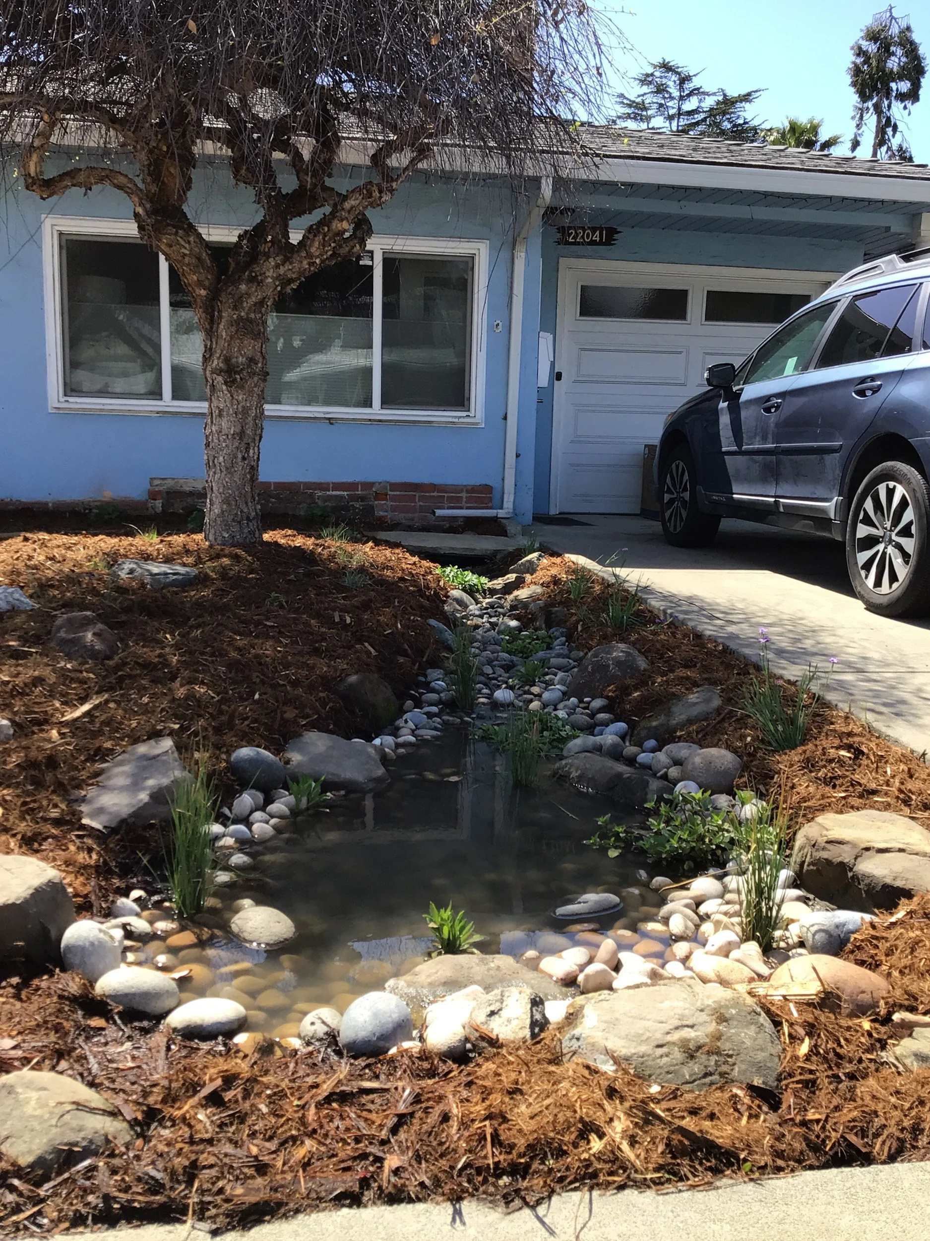 A planted bioswale next to a driveway to slow and sink water during a storm in this front garden california native plant landscape. Rocks and pebbles add a natural look.