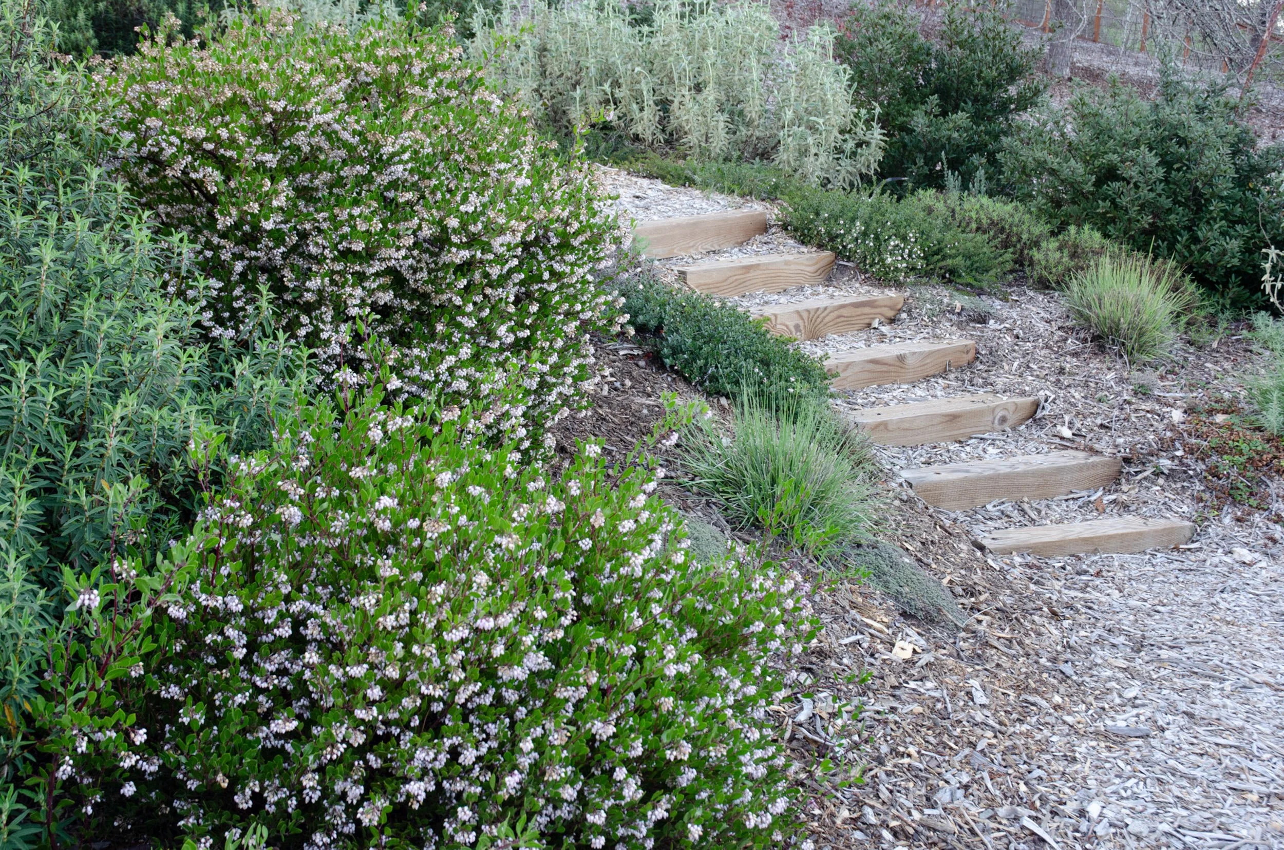 A California native plant garden in winter with blooming manzanita shrubs arctostaphylos and timber tie steps with a mulch pathway.