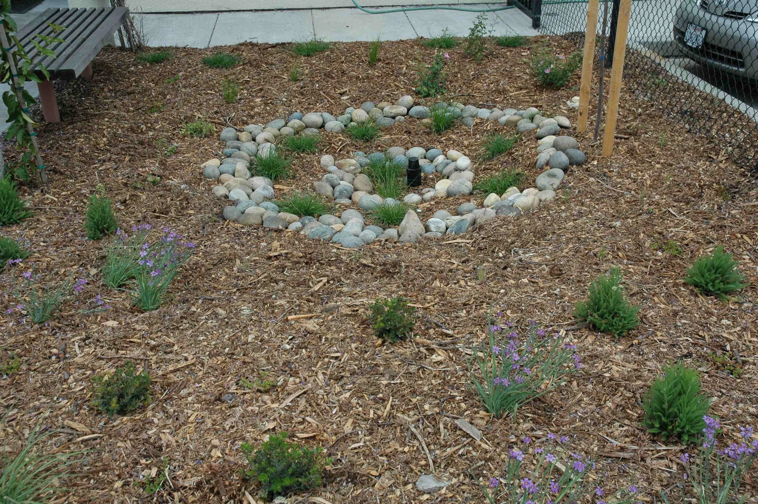 A planted circular rain garden slows and sinks water with California native meadow plants that can handle seasonal wetness. Rocks and pebbles add a natural mulch look.