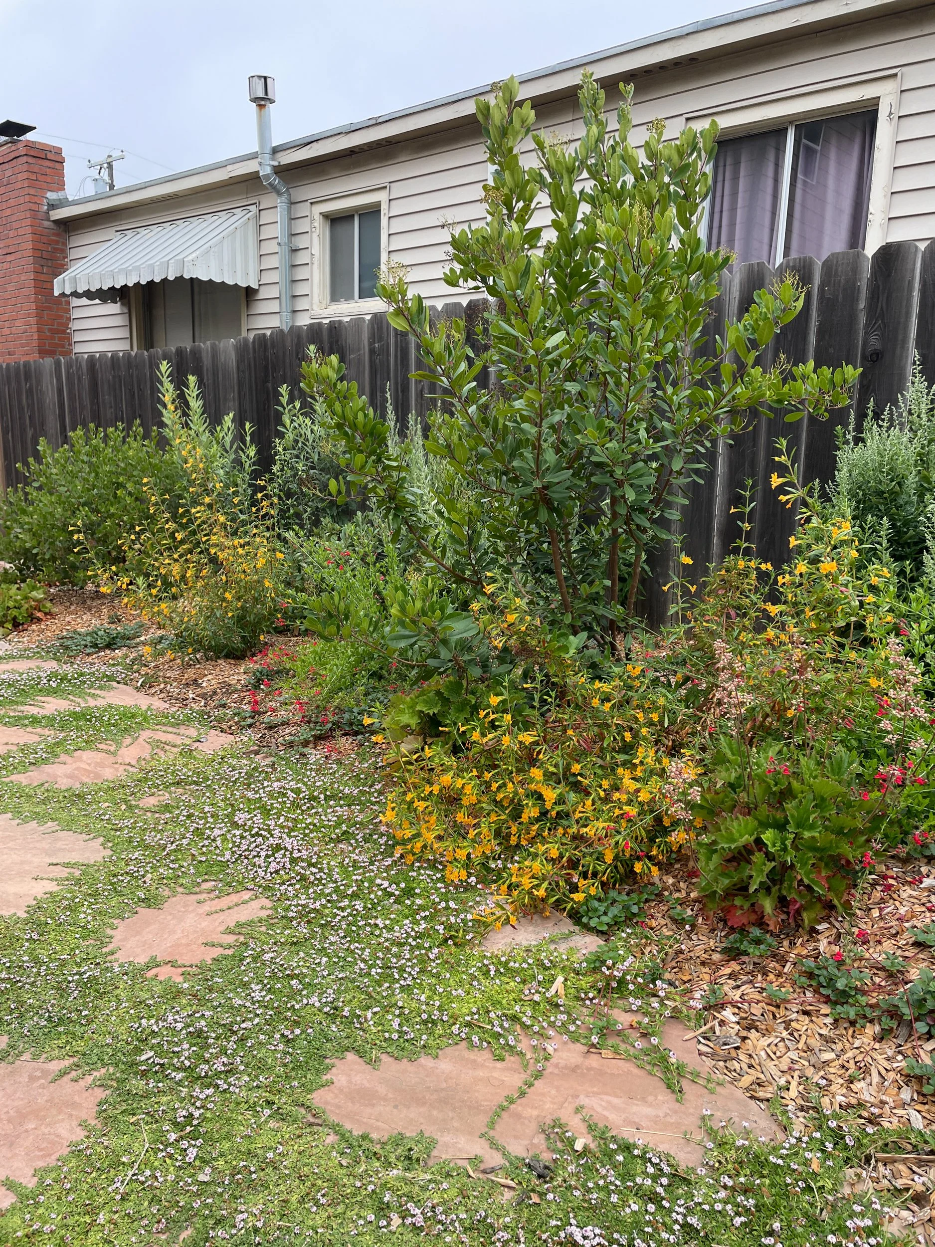 California native plants in a sunny residential garden including sticky monkey flower, toyon, and penstemon
