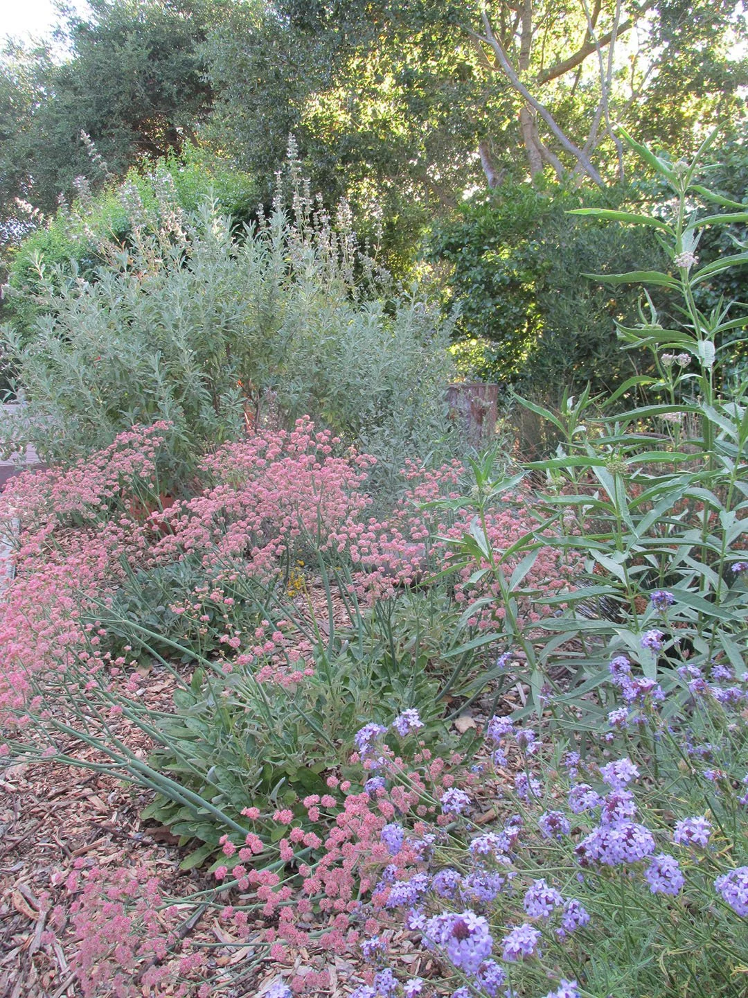 California native perennials like verbena, artemisia, and buckwheat form a riot of pink and purple color in this natural garden.