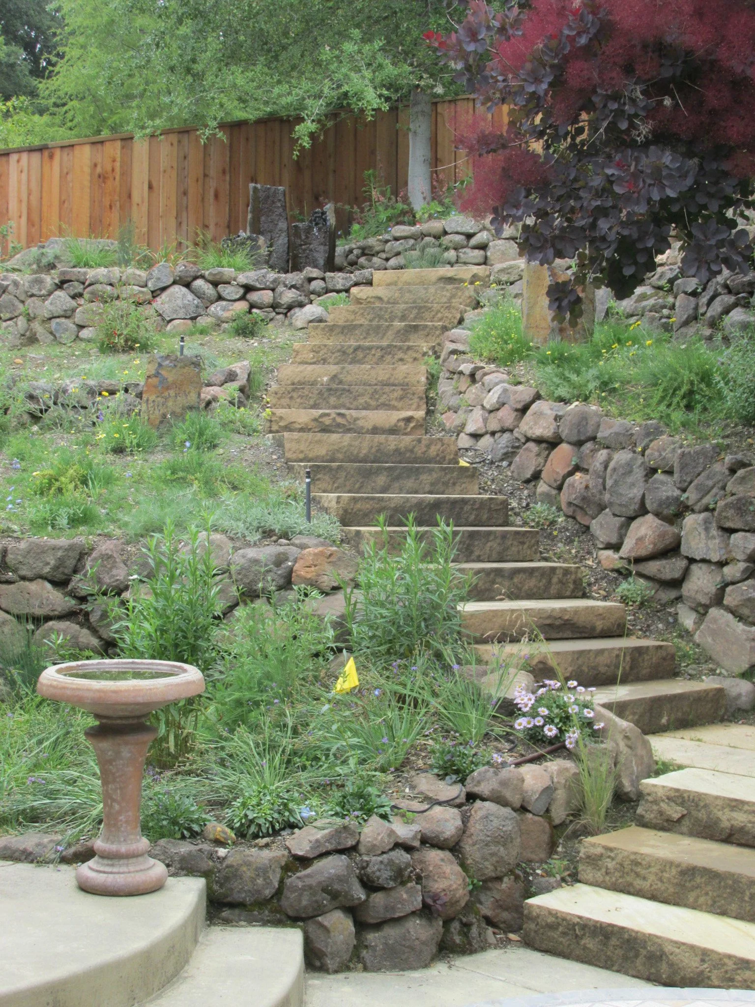 Dry stacked moss rock stone wall with california native plants and a curving stone staircase with a bird bath in a residential back garden.