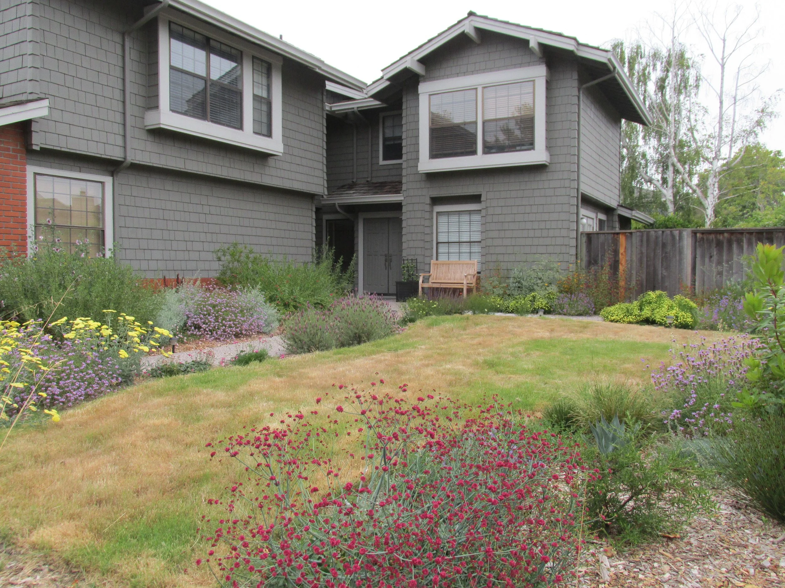 California native lawn alternative meadow grass in a residential garden front yard.