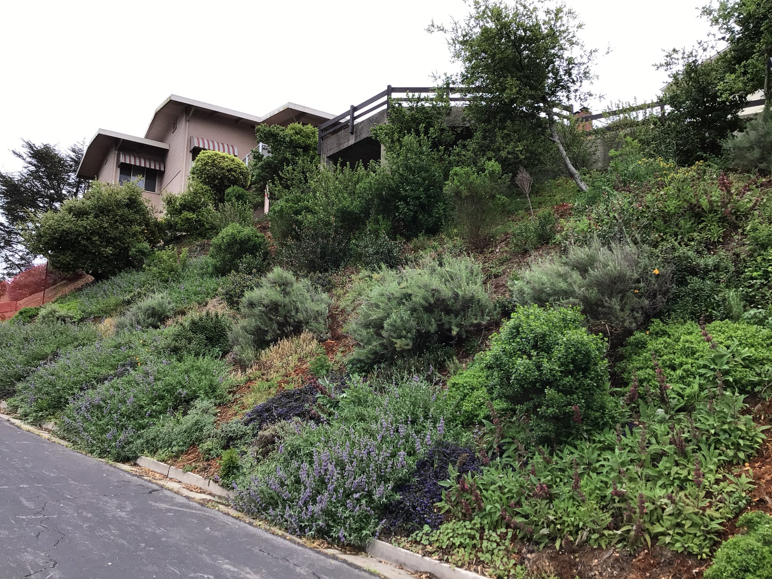 A mature native hillside with california native plant chaparral community for erosion control in a residential front garden.