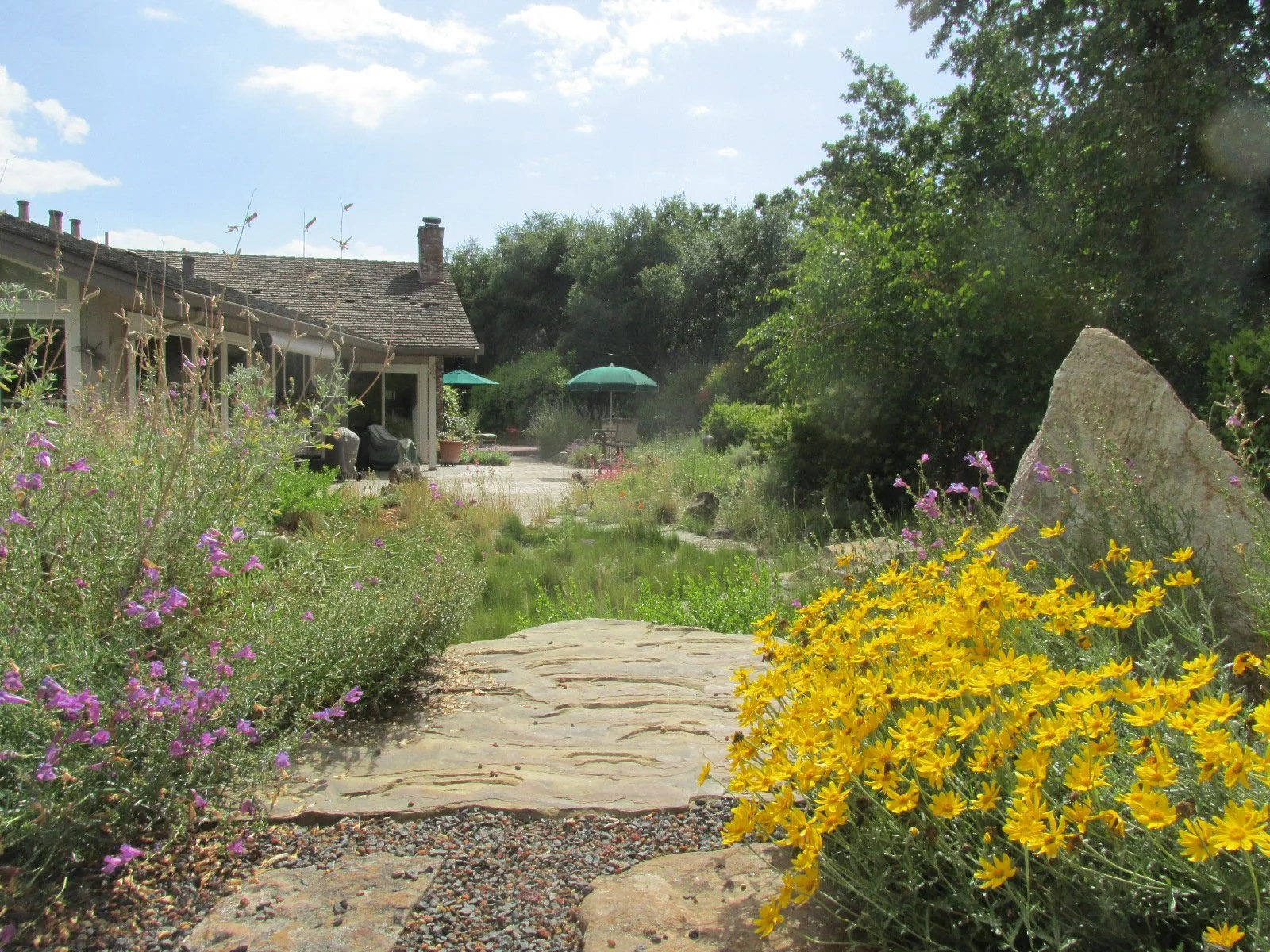 California native garden yellow pink wildflower meadow with flagstone rock patio penstemon