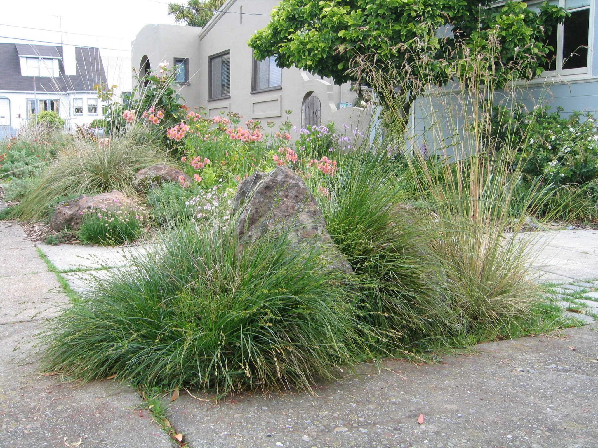 A large moss rock boulder surrounded by california native meadow grasses in a driveway strip in a residential front garden.