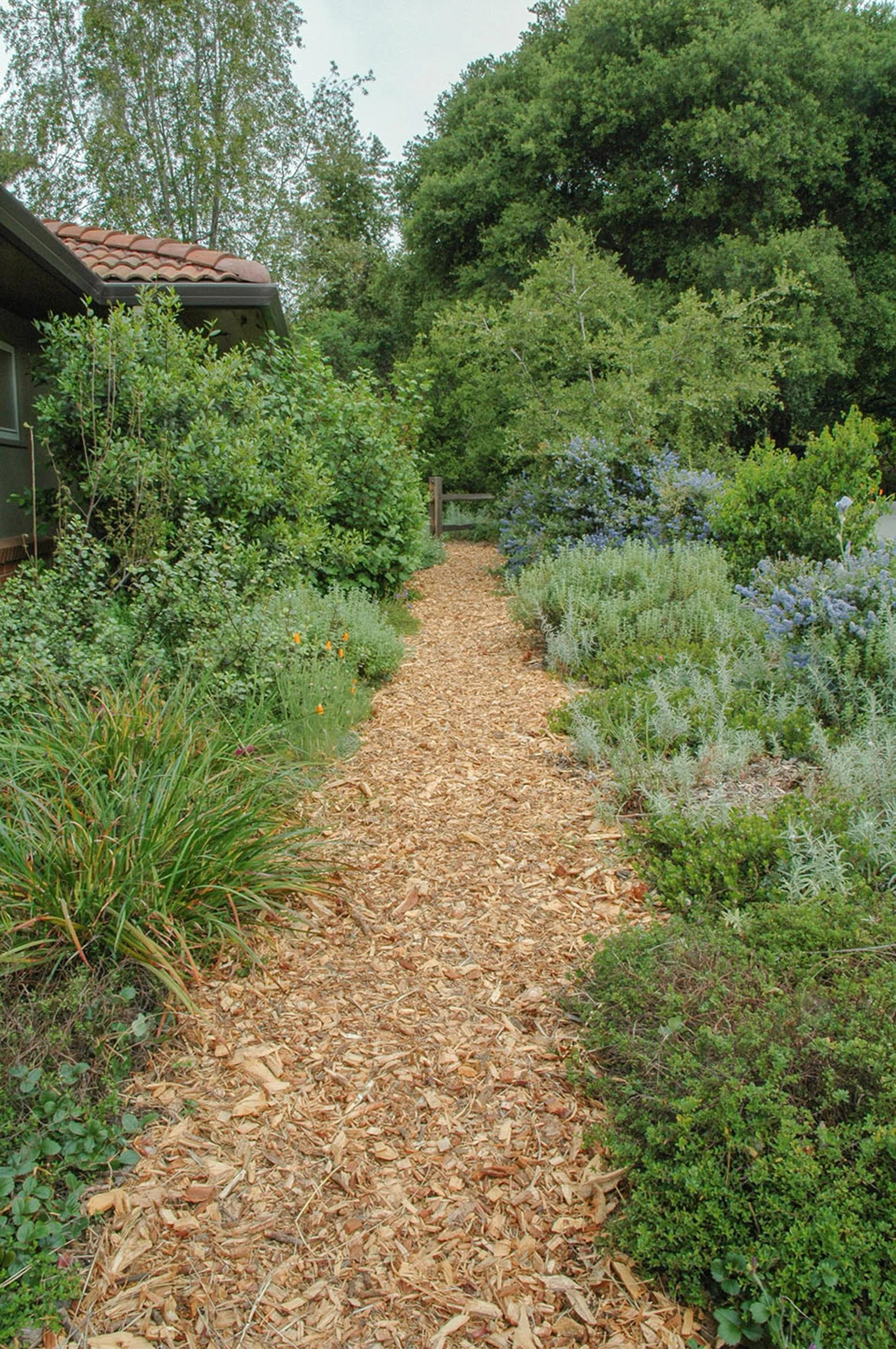 A mulch pathway through a chaparral sunny California native plant residential garden with ceanothus artemisia manzanita