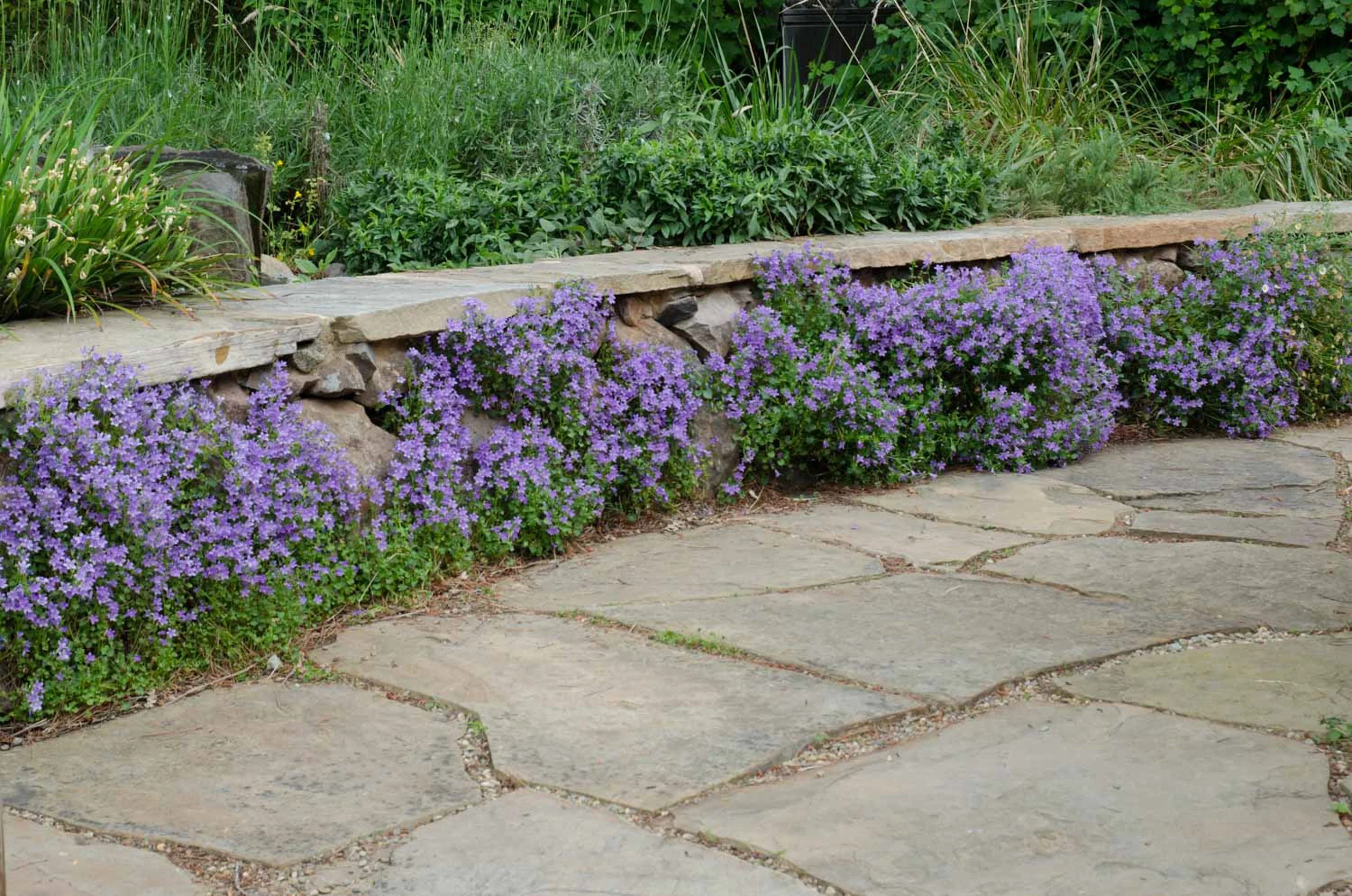 Dry stacked moss rock stone wall with a flat flagstone bench seat top and a natural tan flagstone patio with california native plants.