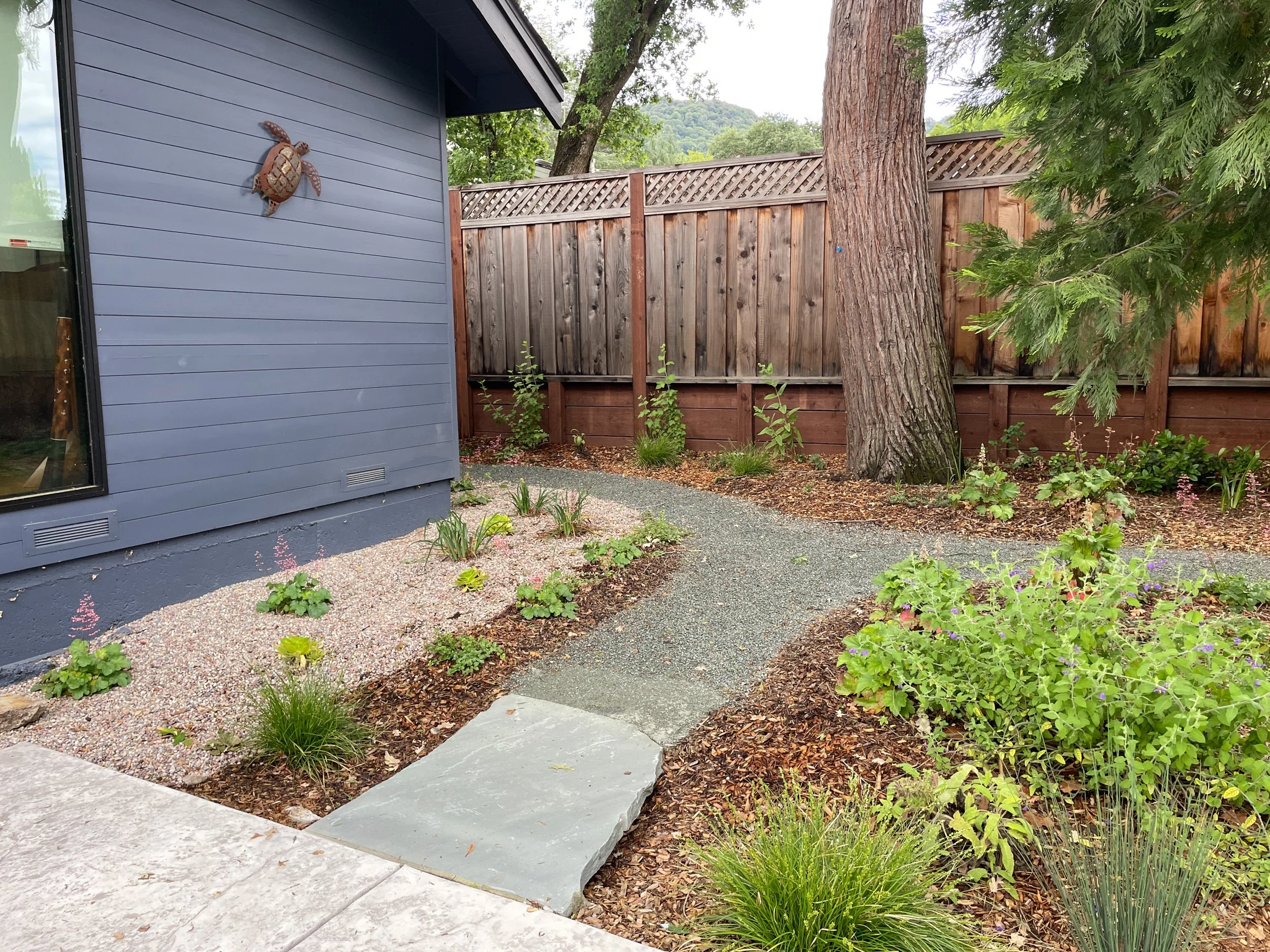 Residential garden design california native plants ecological landscape waterwise firewise  DG pathway decomposed granite microforest shade garden east bay danville