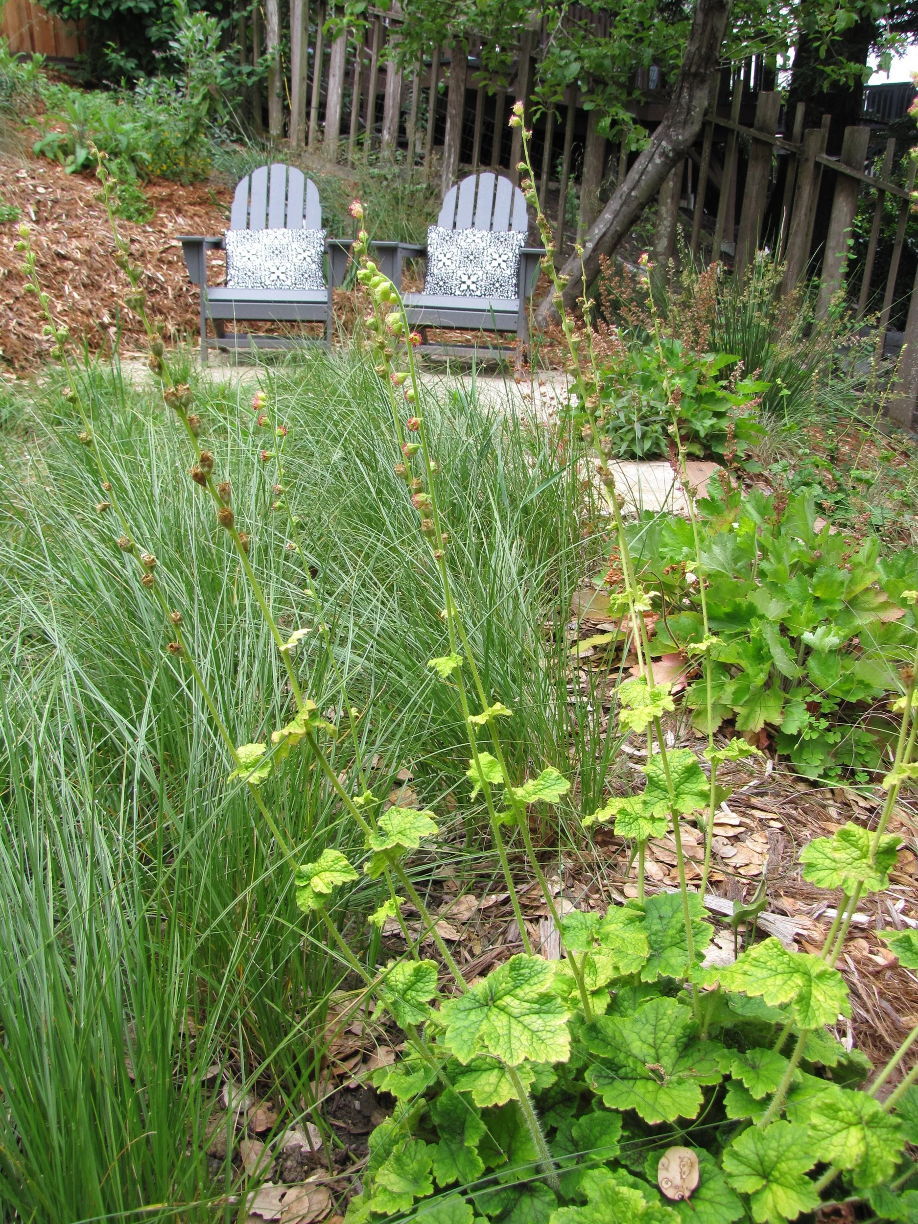 Adirondack chair seating area decomposed granite dg patio next to a california native meadow in an oakland sloped hillside pollinator garden with juncus and fringe cups Tellima grandiflora