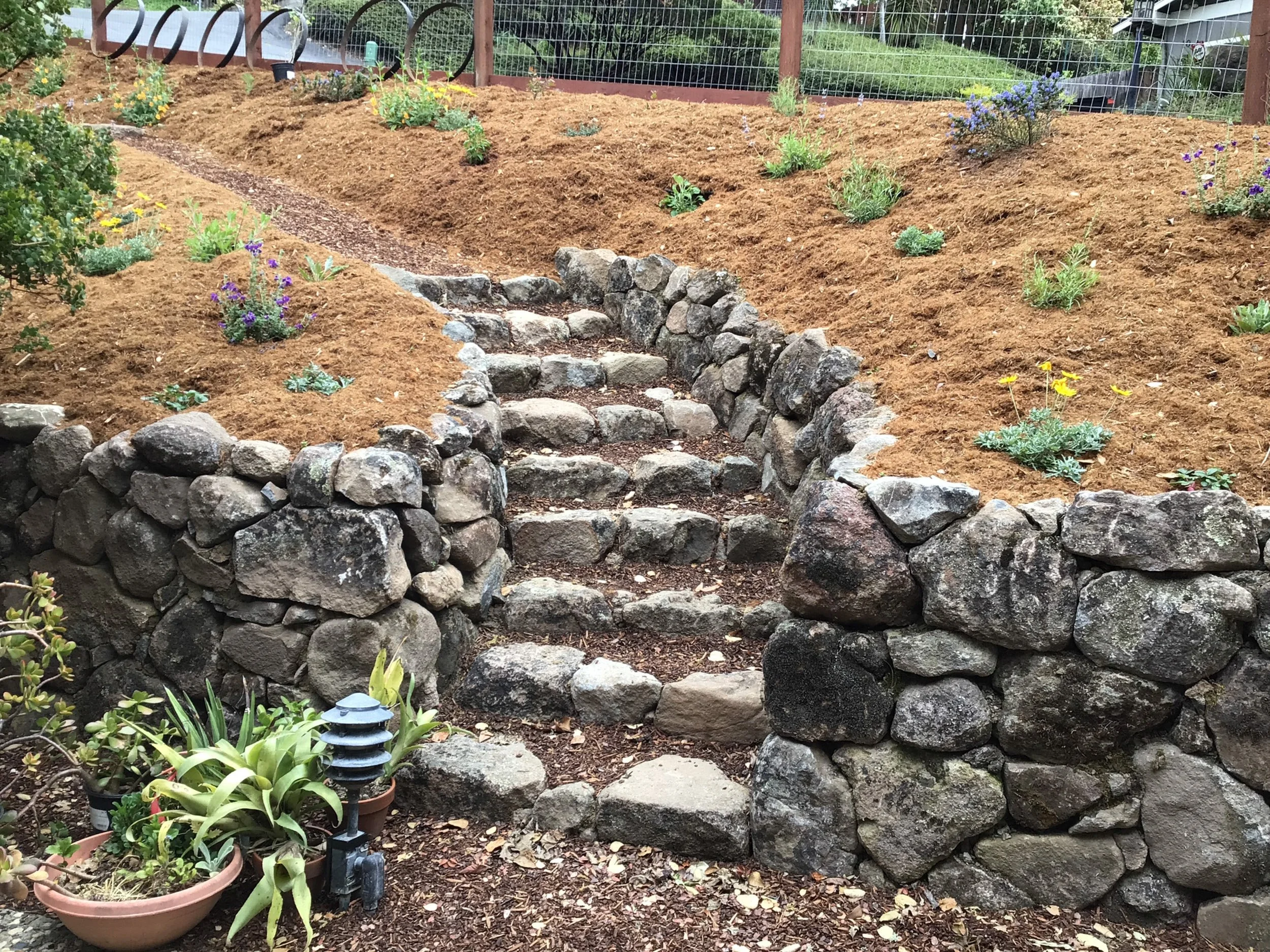 A natural grey stone stairway curving up a hillside with dry stacked stone walls and a newly planted mulch california native plant residential landscape.