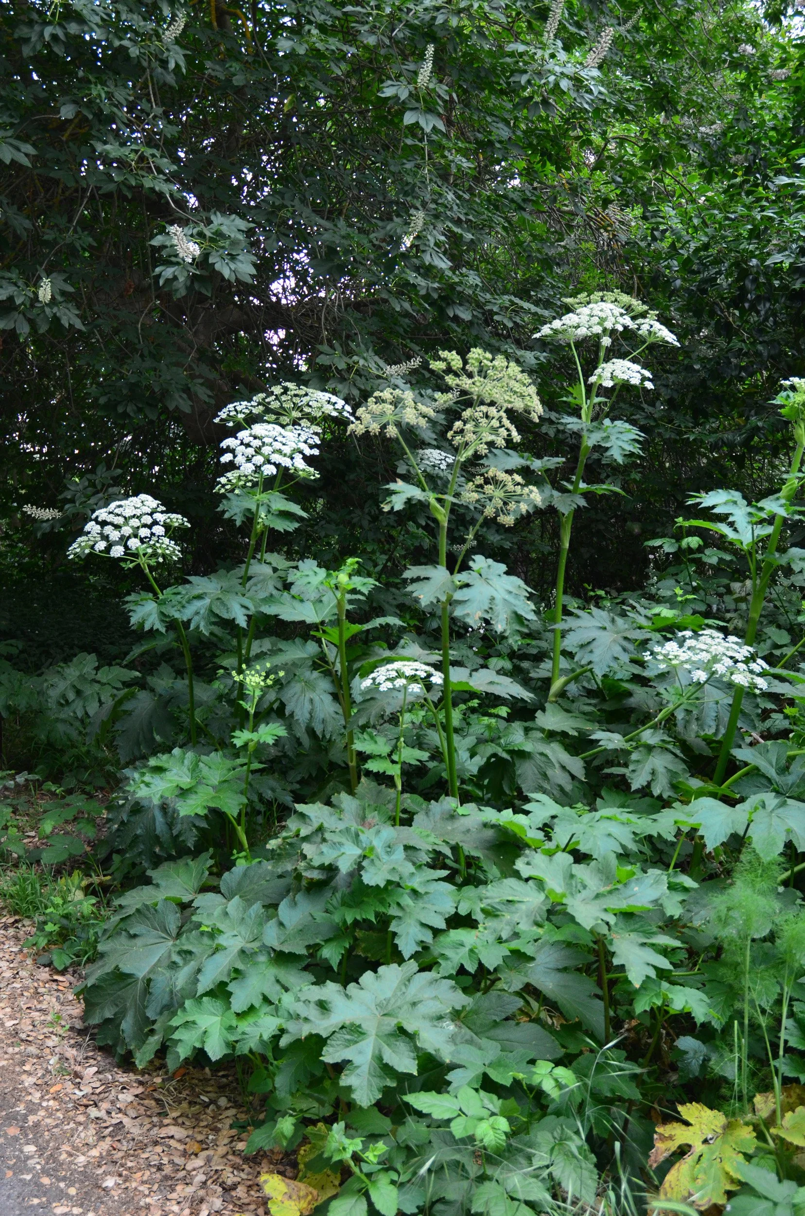 Form of cow parsnip Heracleum maximum in california woodland garden