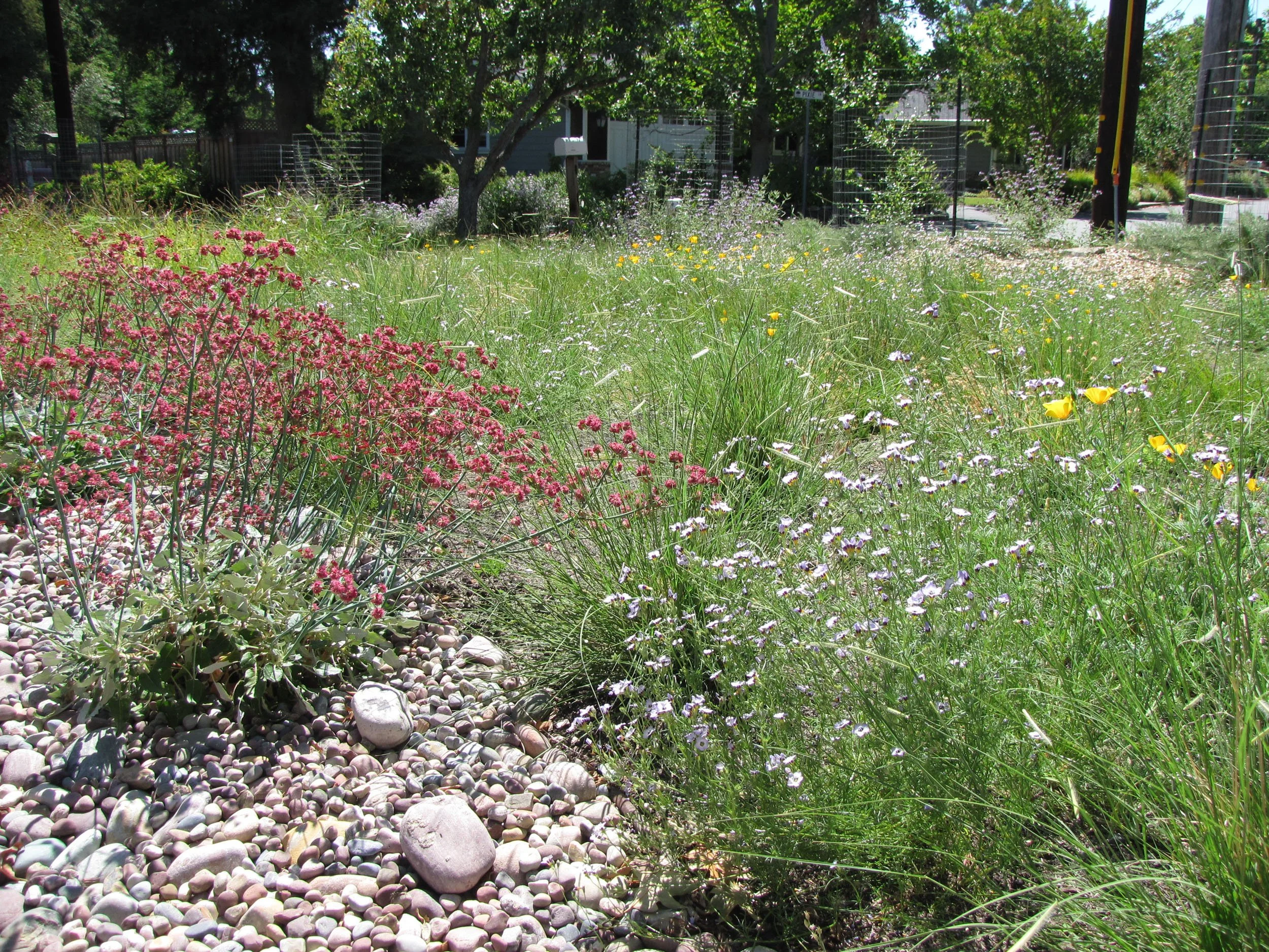 Front garden landscape design meadow bioswale rain garden rock mulch pebbles California native plants ecological