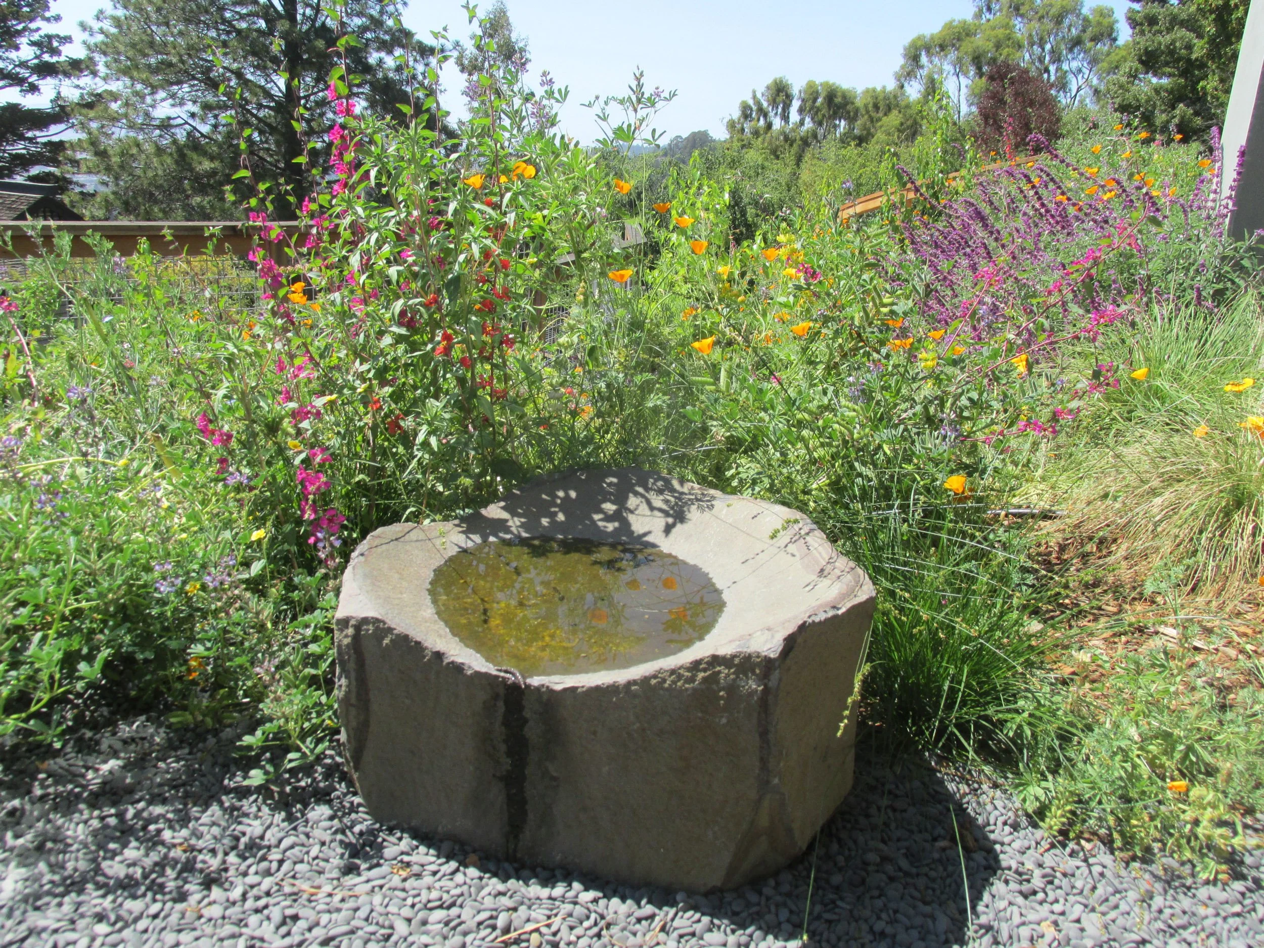 A low stone basin bird bath surrounded by blooming pink and orange california native wildflower plants with grey gravel.