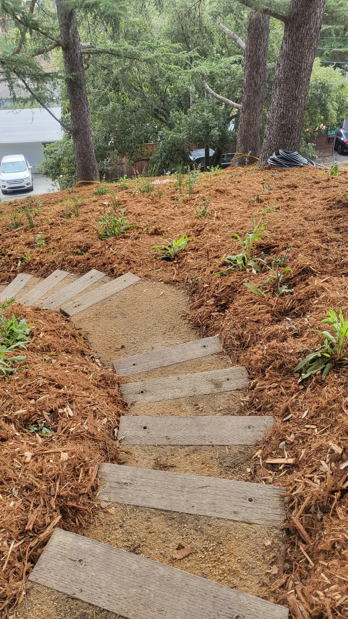 Timber tie curved wood steps with tan decomposed granite backfill in a newly planted mulched california native plant residential hillside landscape.